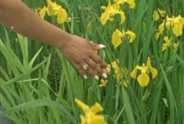 A person's hand with painted nails and a ring touching yellow iris flowers among tall green grass.