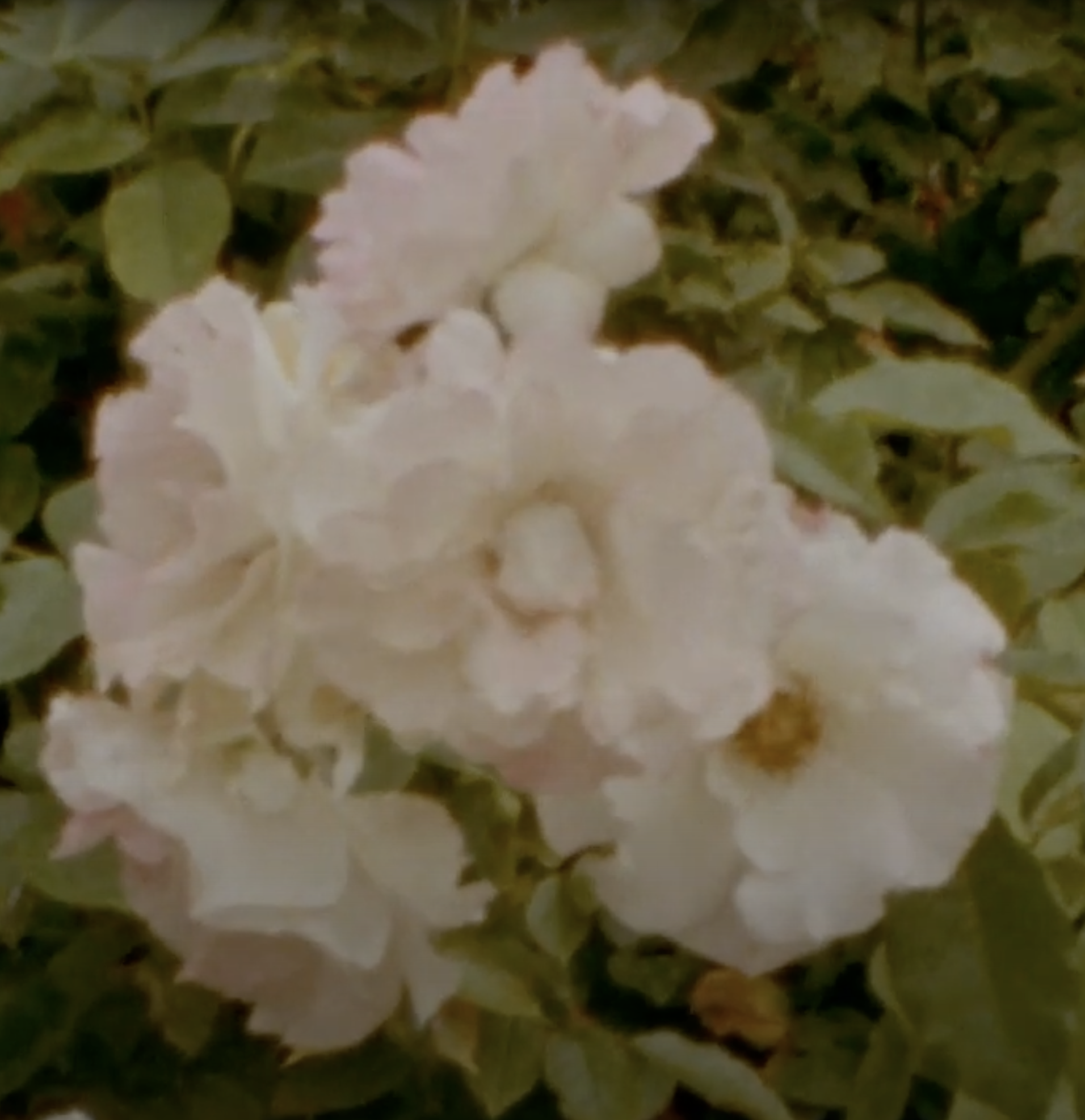 Close-up of white hydrangea flowers surrounded by green leaves.