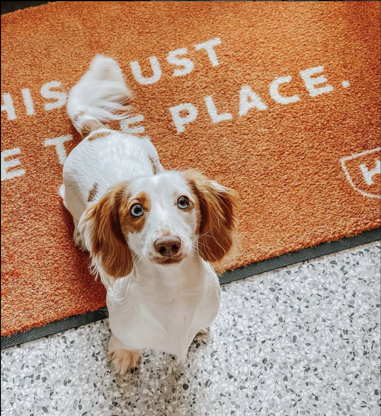 HubTampa-Dog.png
