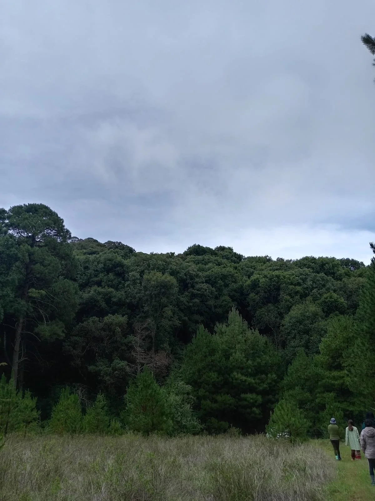 turismo_bosque.jpg