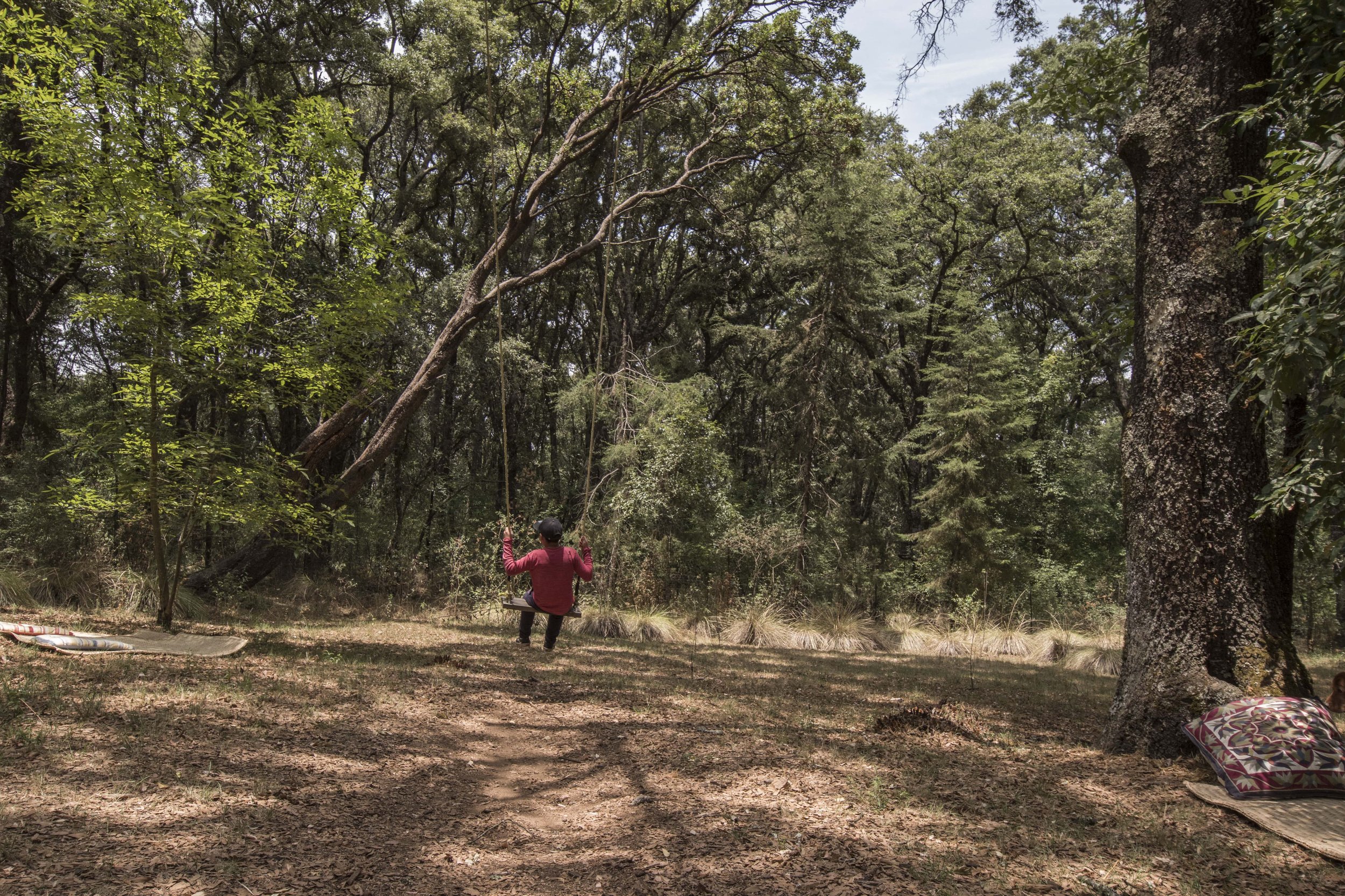 bosque_1-min.jpg