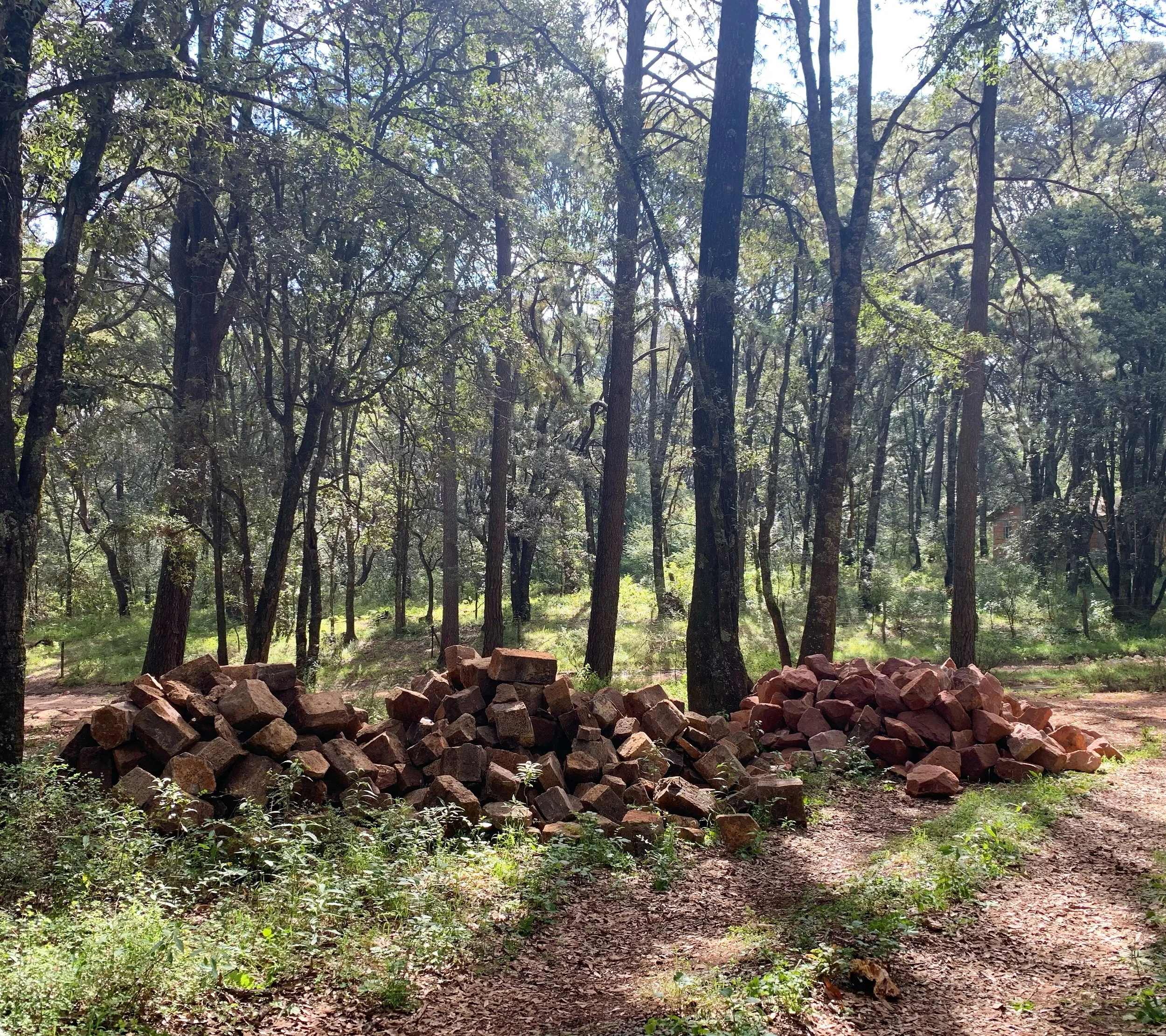 Bosque con árboles altos y troncos apilados entre la vegetación, parte de un entorno de turismo sustentable.