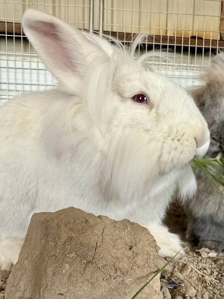 Resident Animals — The Animal Retreat