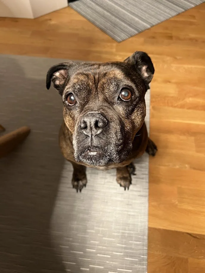Resident Animals — The Animal Retreat