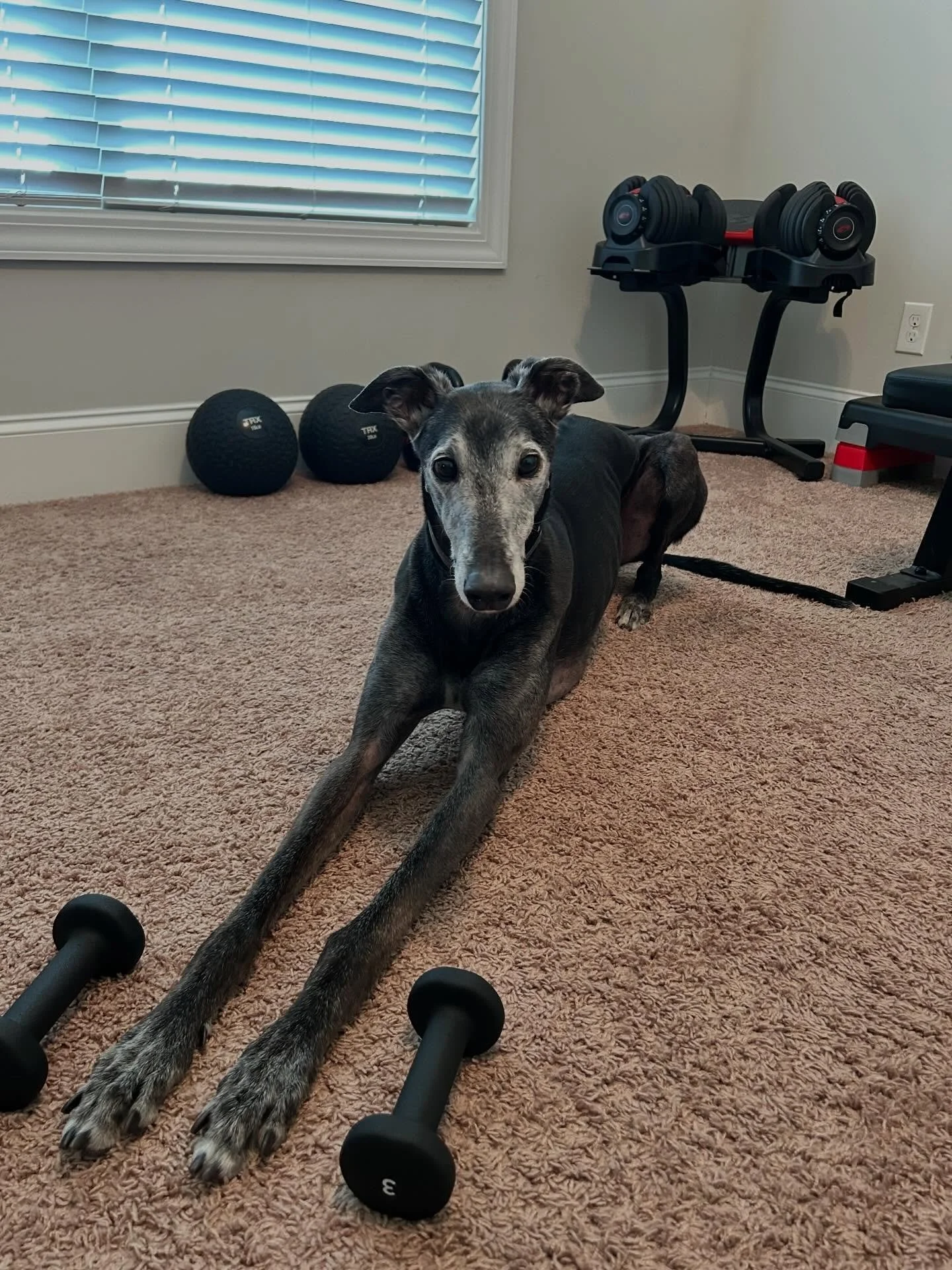 Bold Brand Employee #2: Roo Boy
(If you train with me you get to see him!) 

Likes: Squats &amp; Peanut Butter 

Dislikes: Bad Form &amp; Brusing Teeth