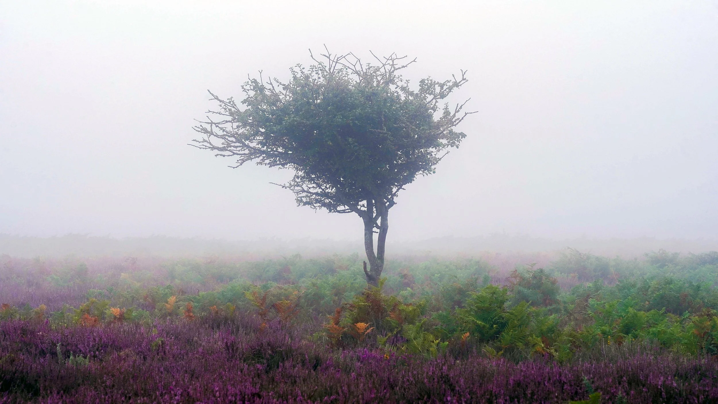 Lonely tree in the New forest