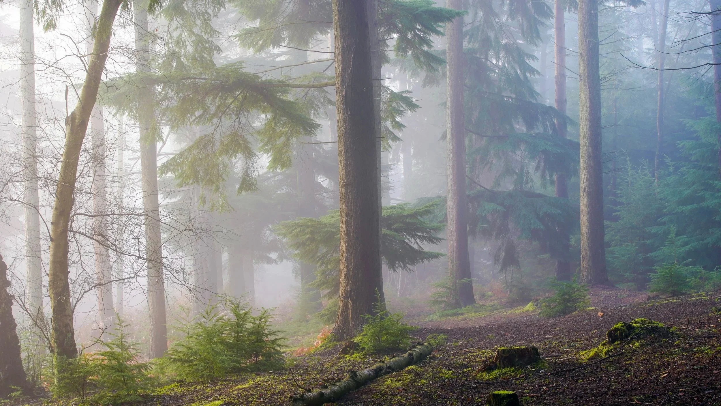 A foggy forest with tall trees and green foliage, some small plants and moss on the ground, and a fallen tree trunk.