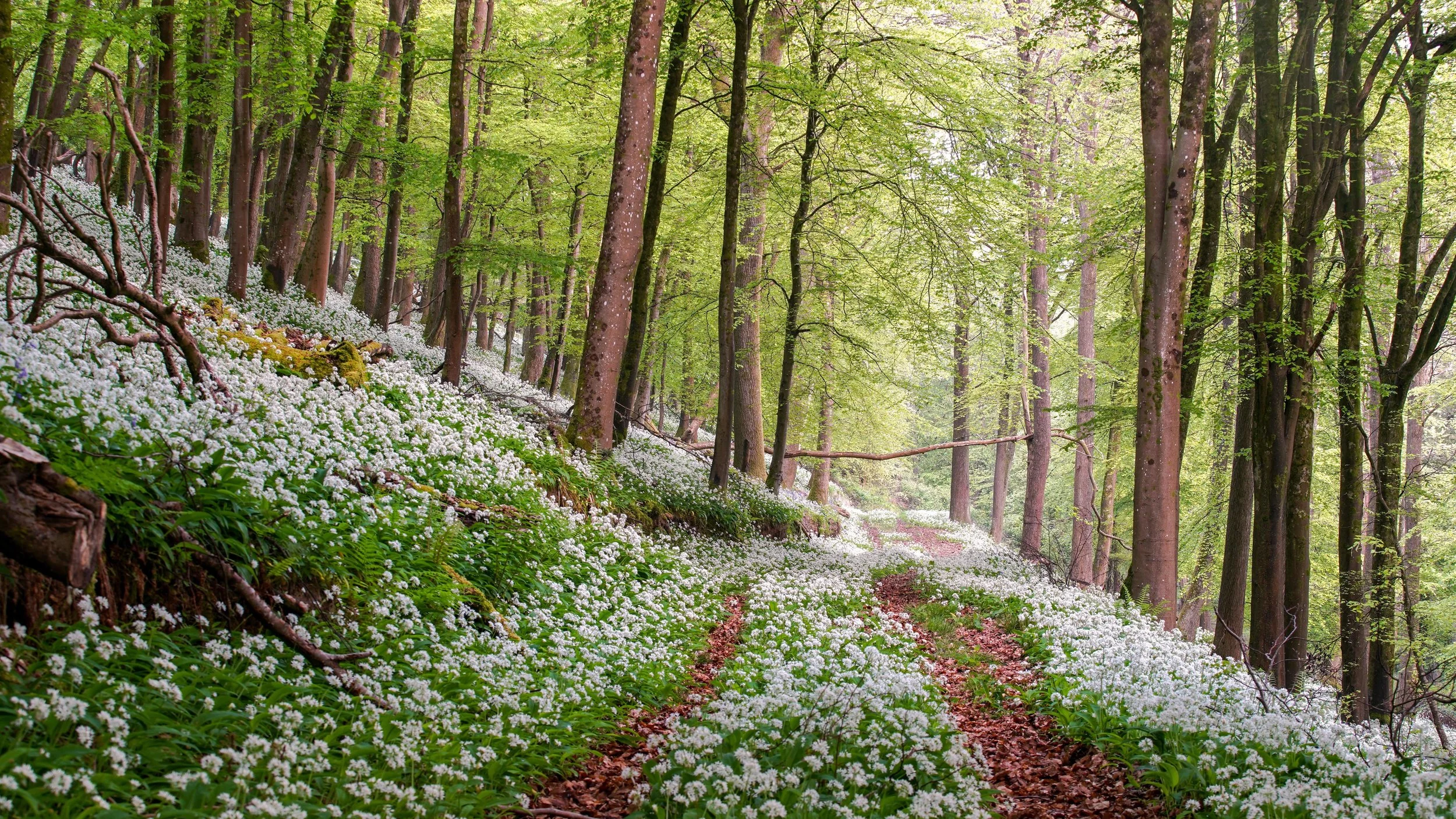 Spring in the woods