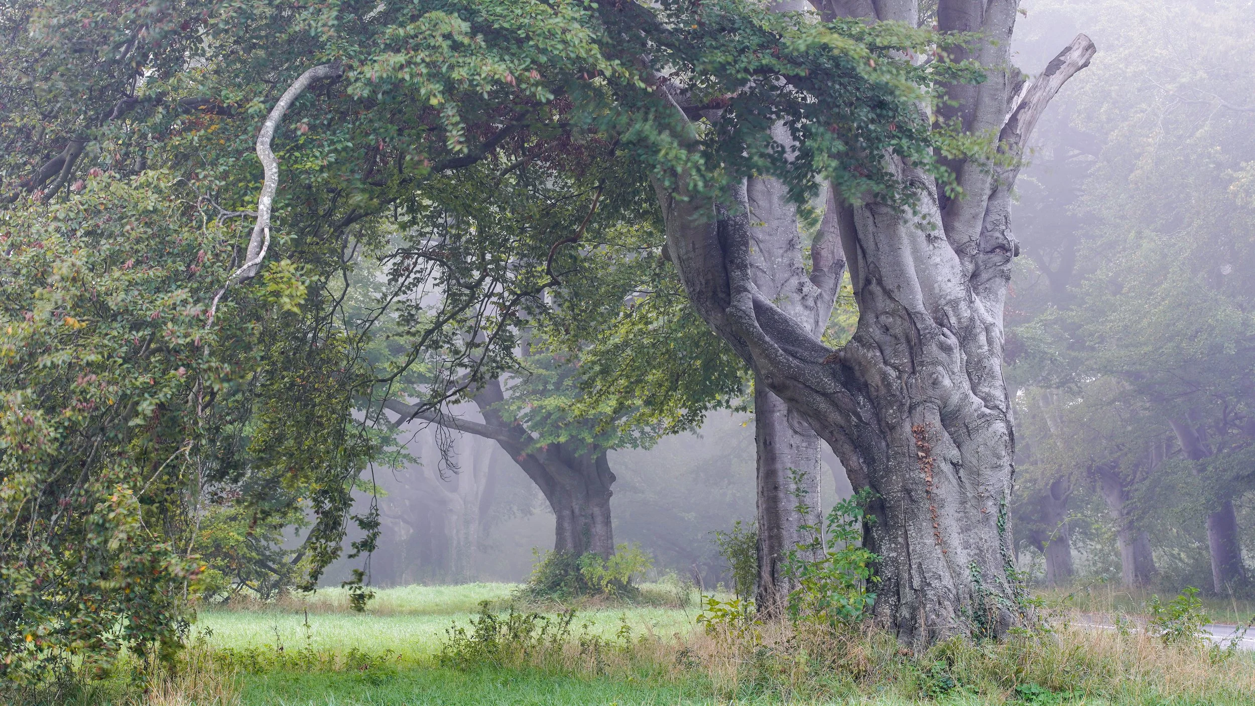 Among the old trees