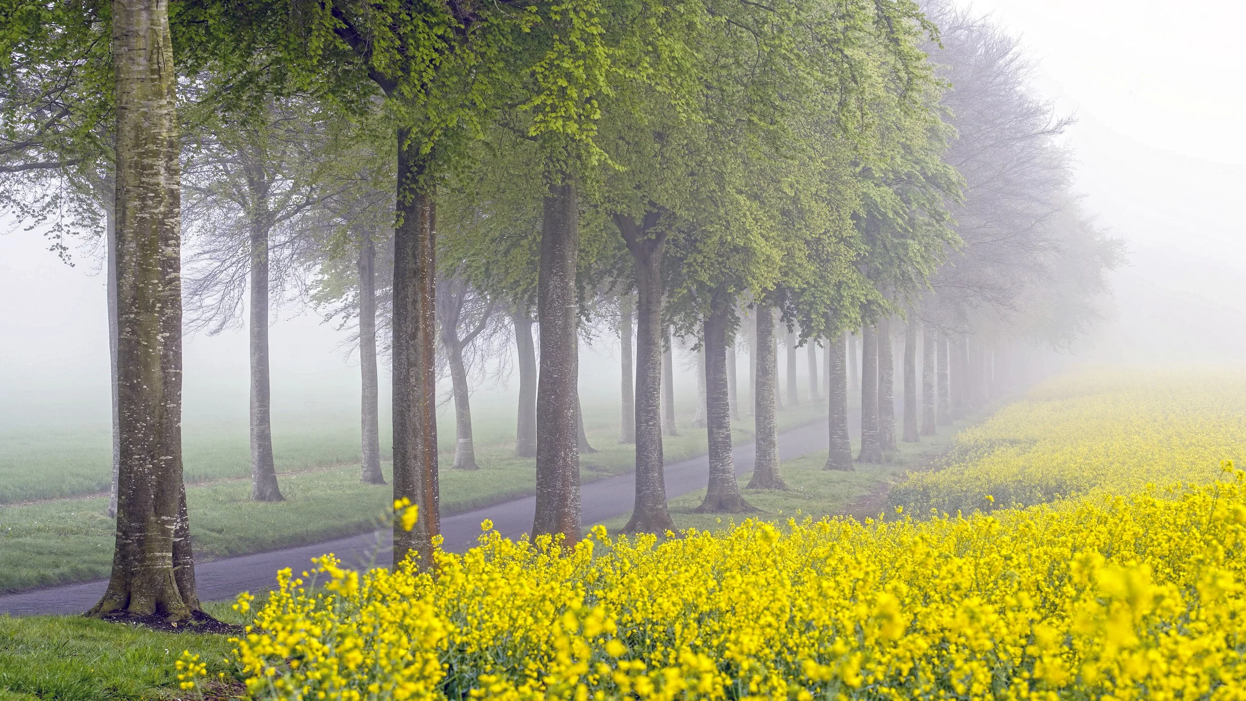 Whispers of the Moor