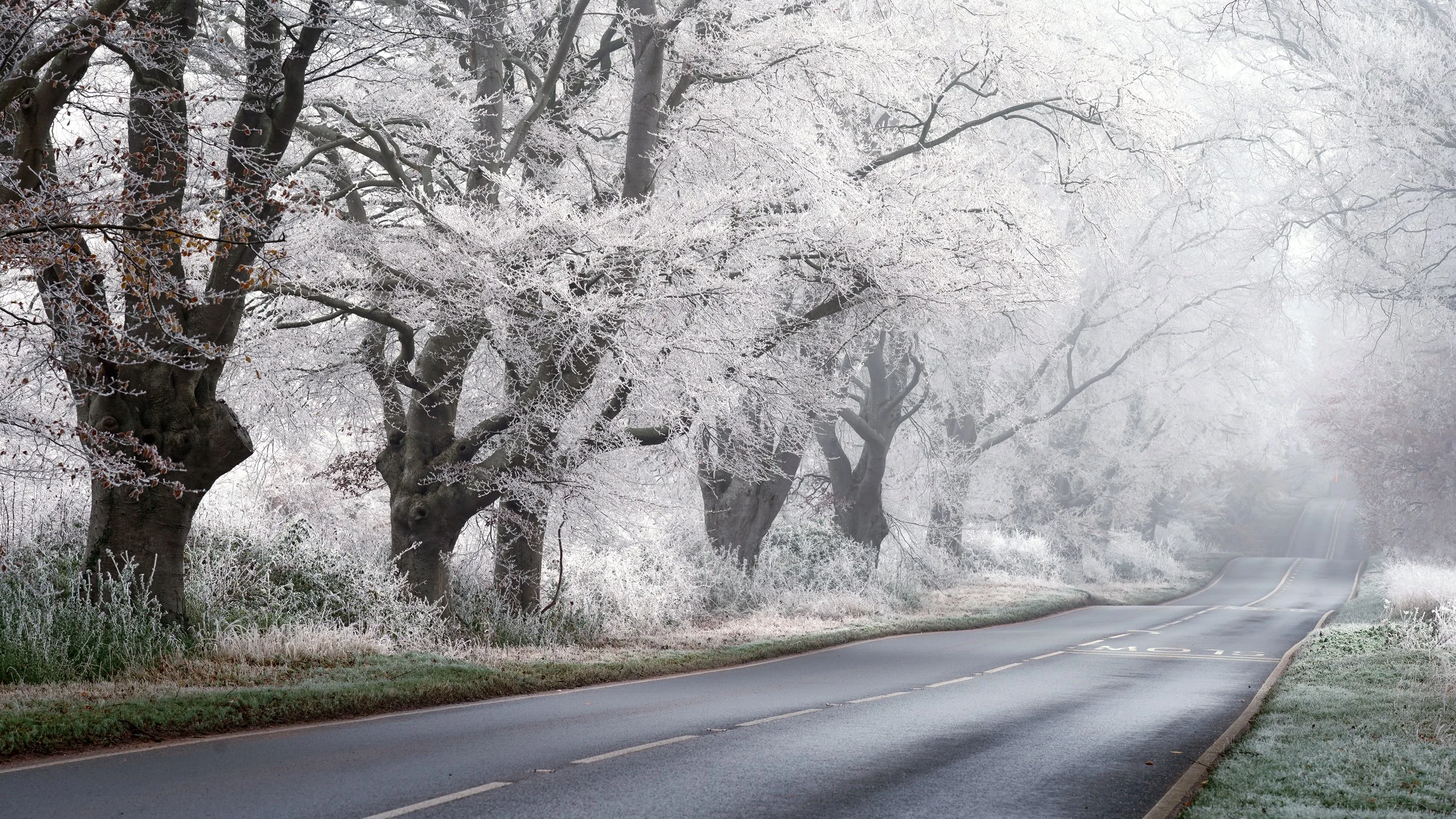 frosty beech avenue 2.jpg