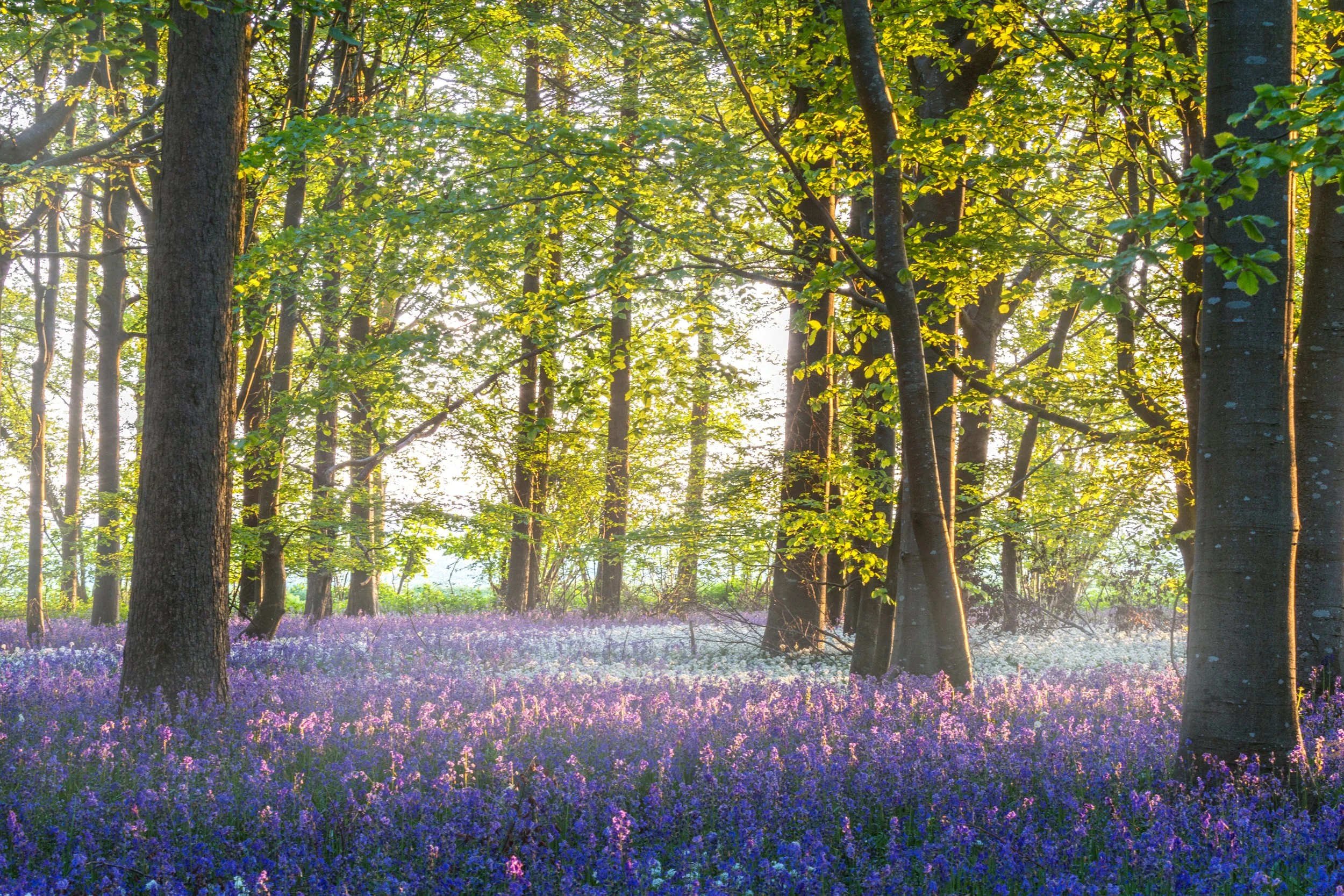 Bluebells heaven at Moor crichel