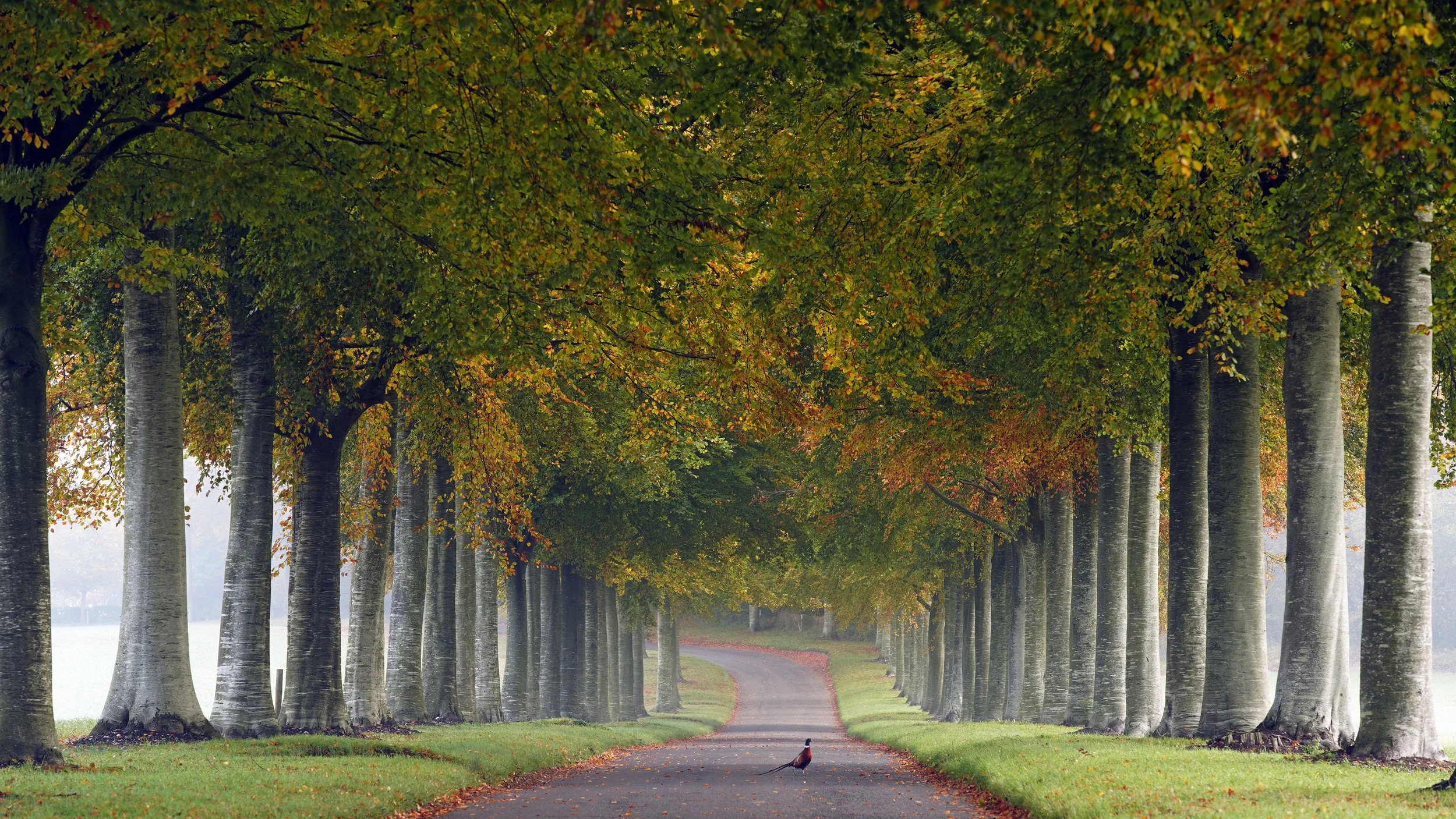 A visitor at Moor Crichel.