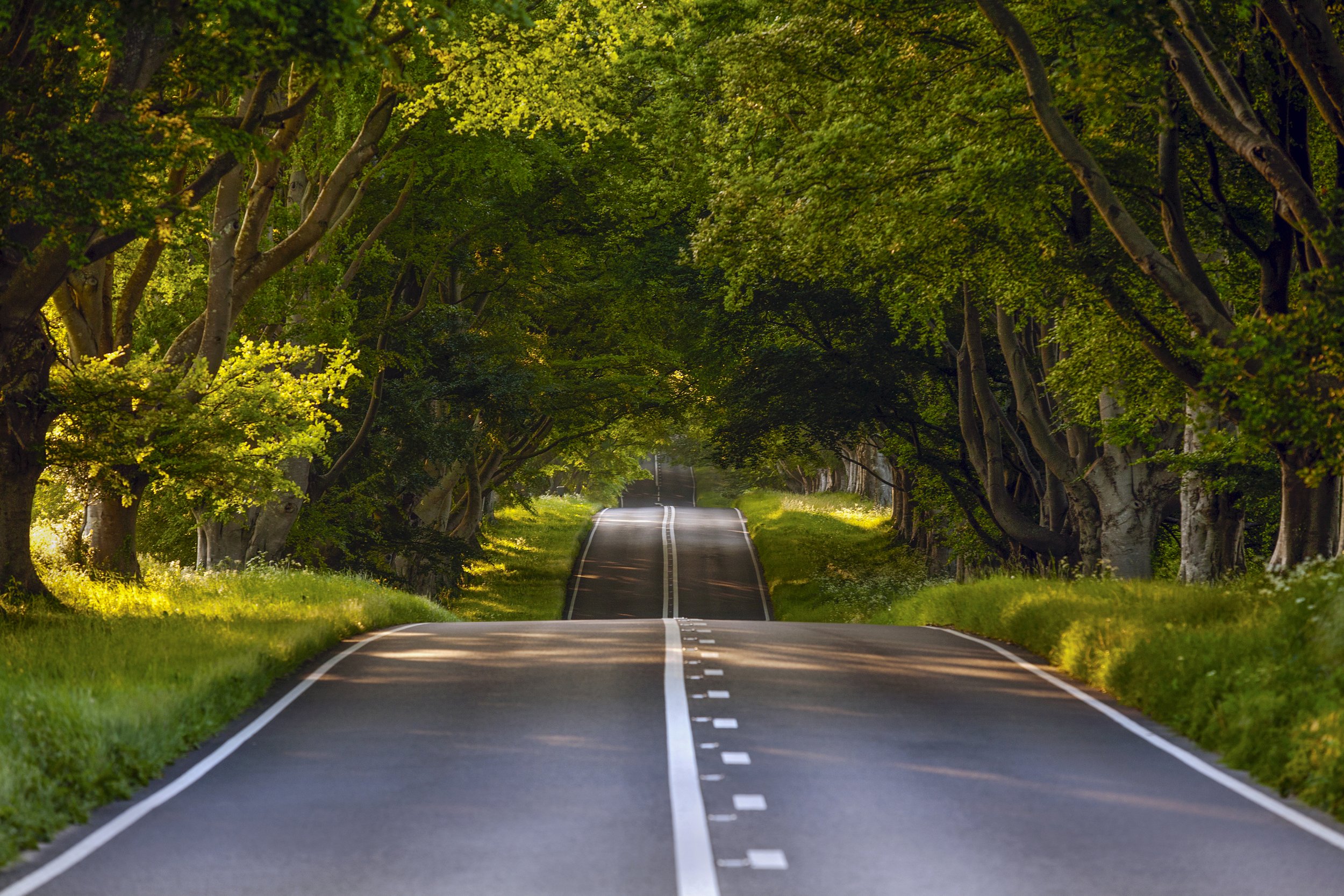 Summer sunrise at beech avenue, Wimborne minster