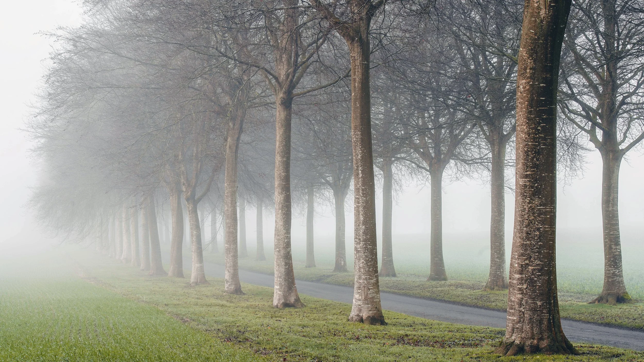 fooggy crichel trees row.jpg