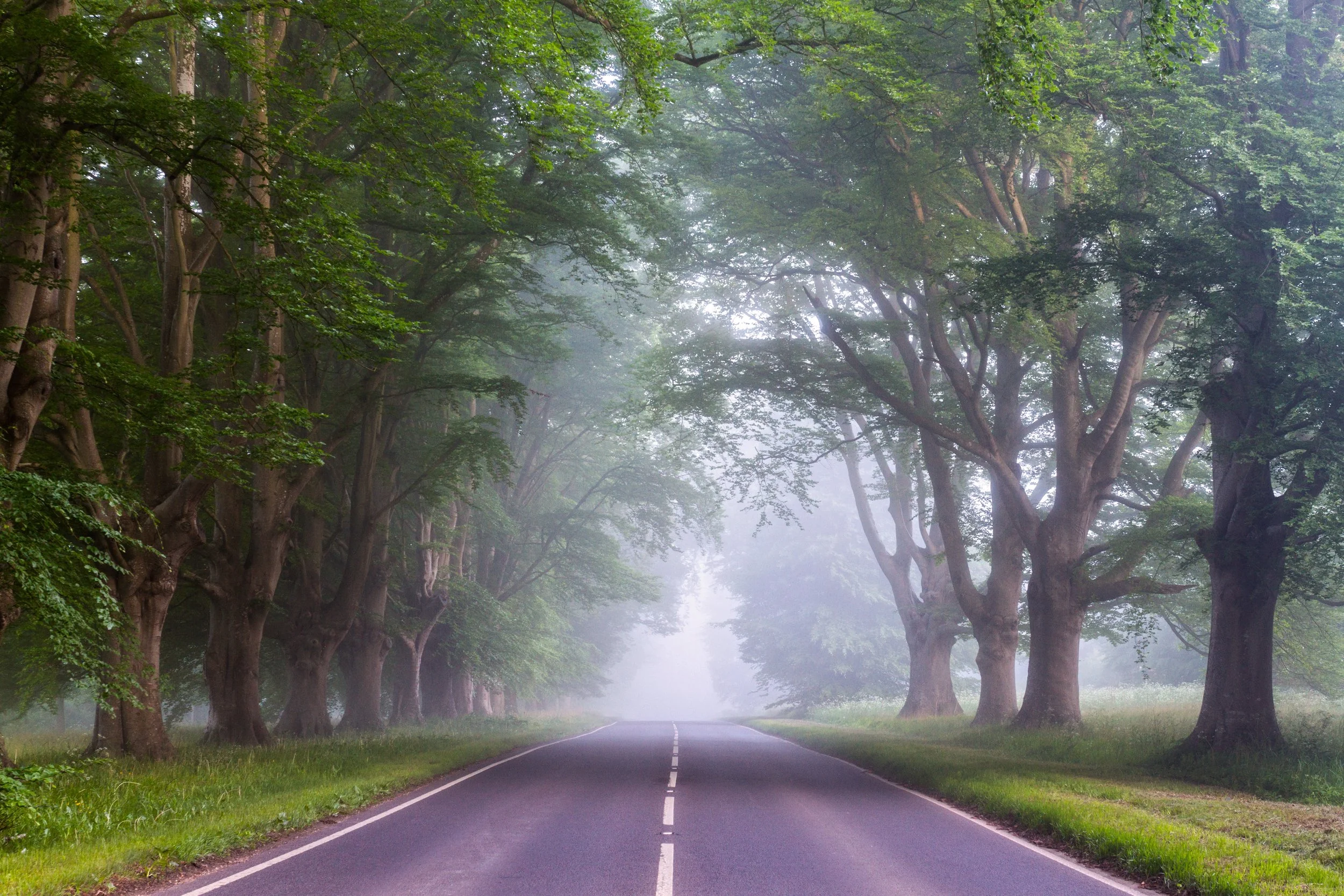 Mist and beech avenue at Blandford road