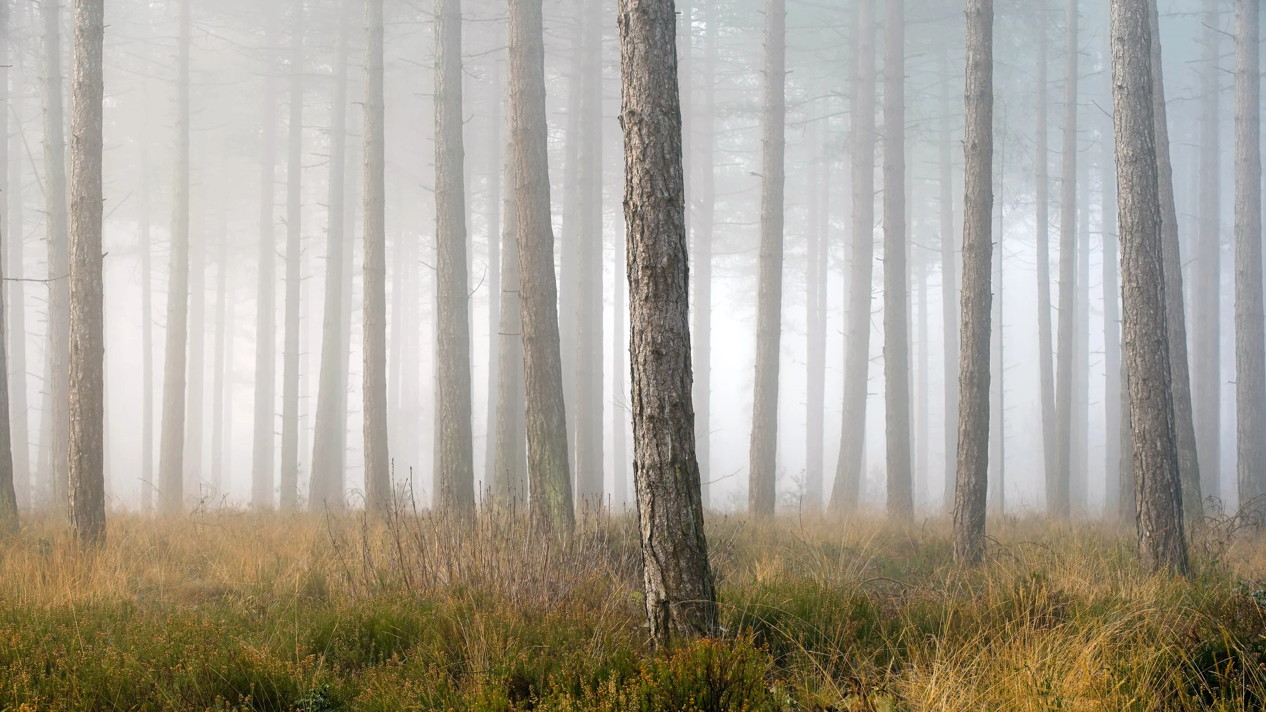 Fog and trees at Wareham forest