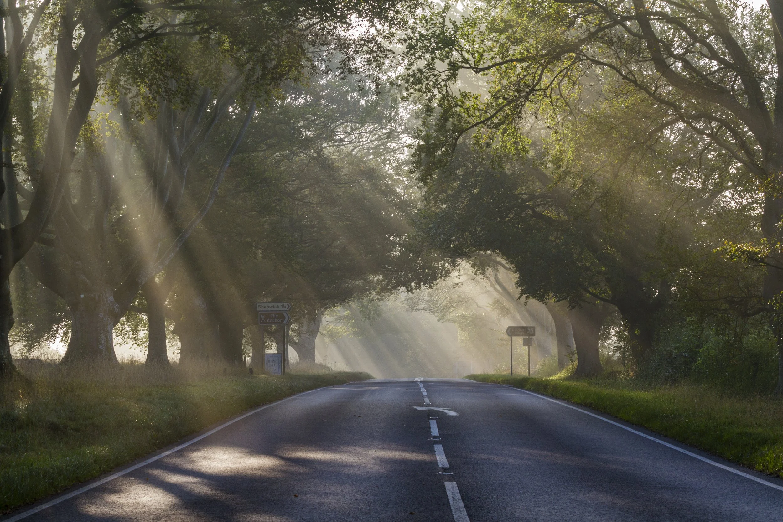 Morning Light on Beech Avenue
