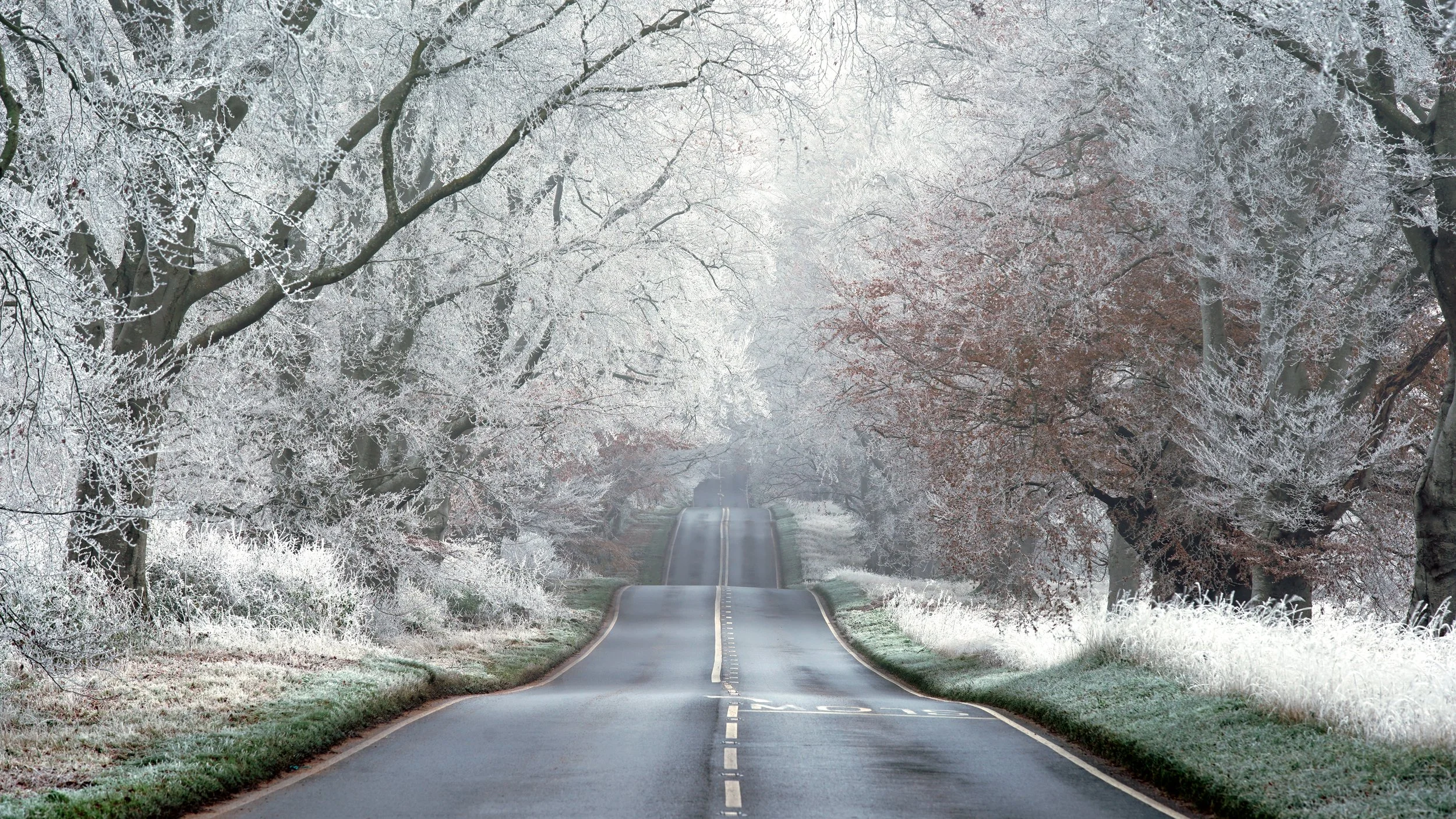 Winter Frost on Beech Avenue