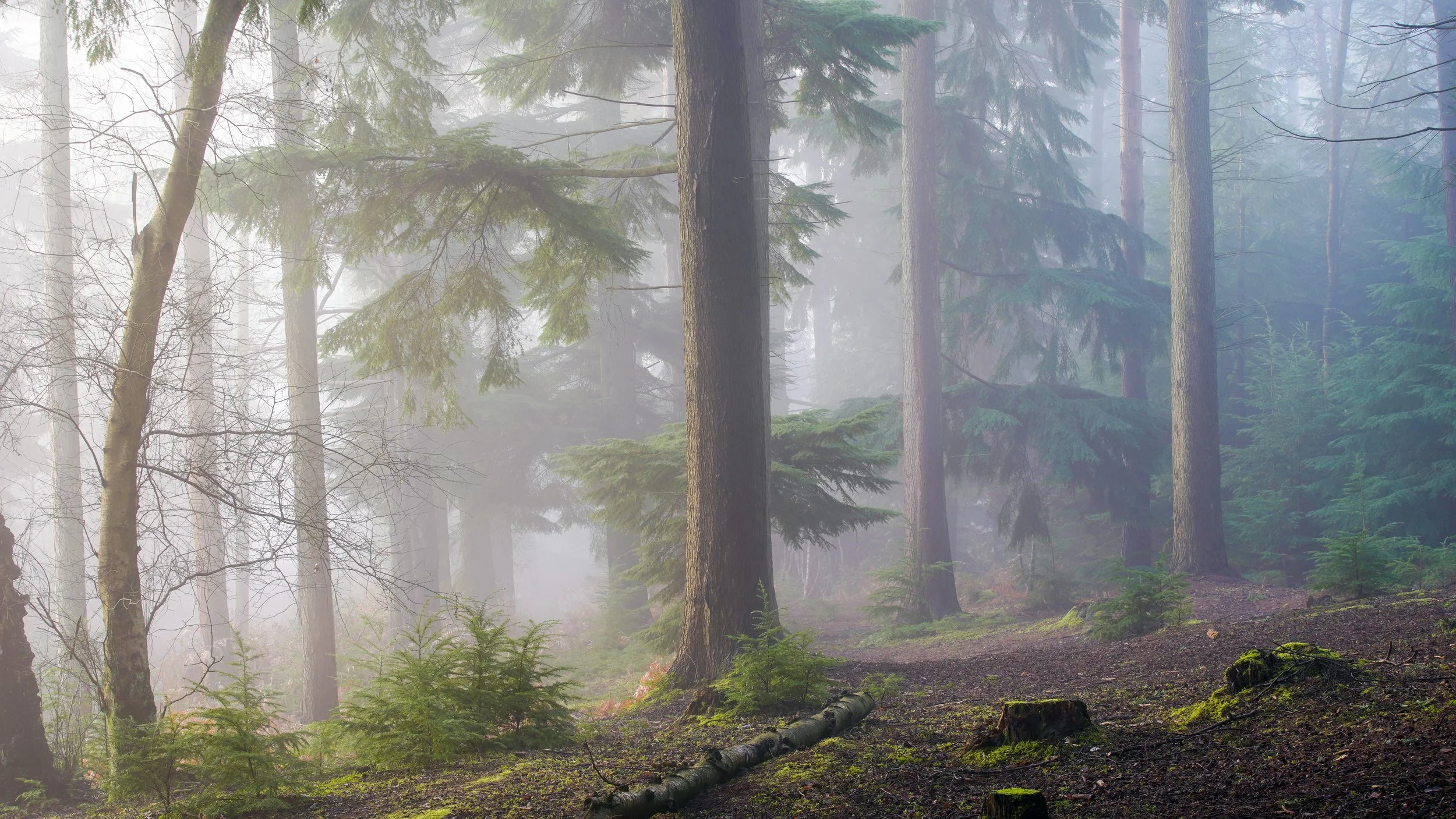 Ethereal woodland view in Christchurch