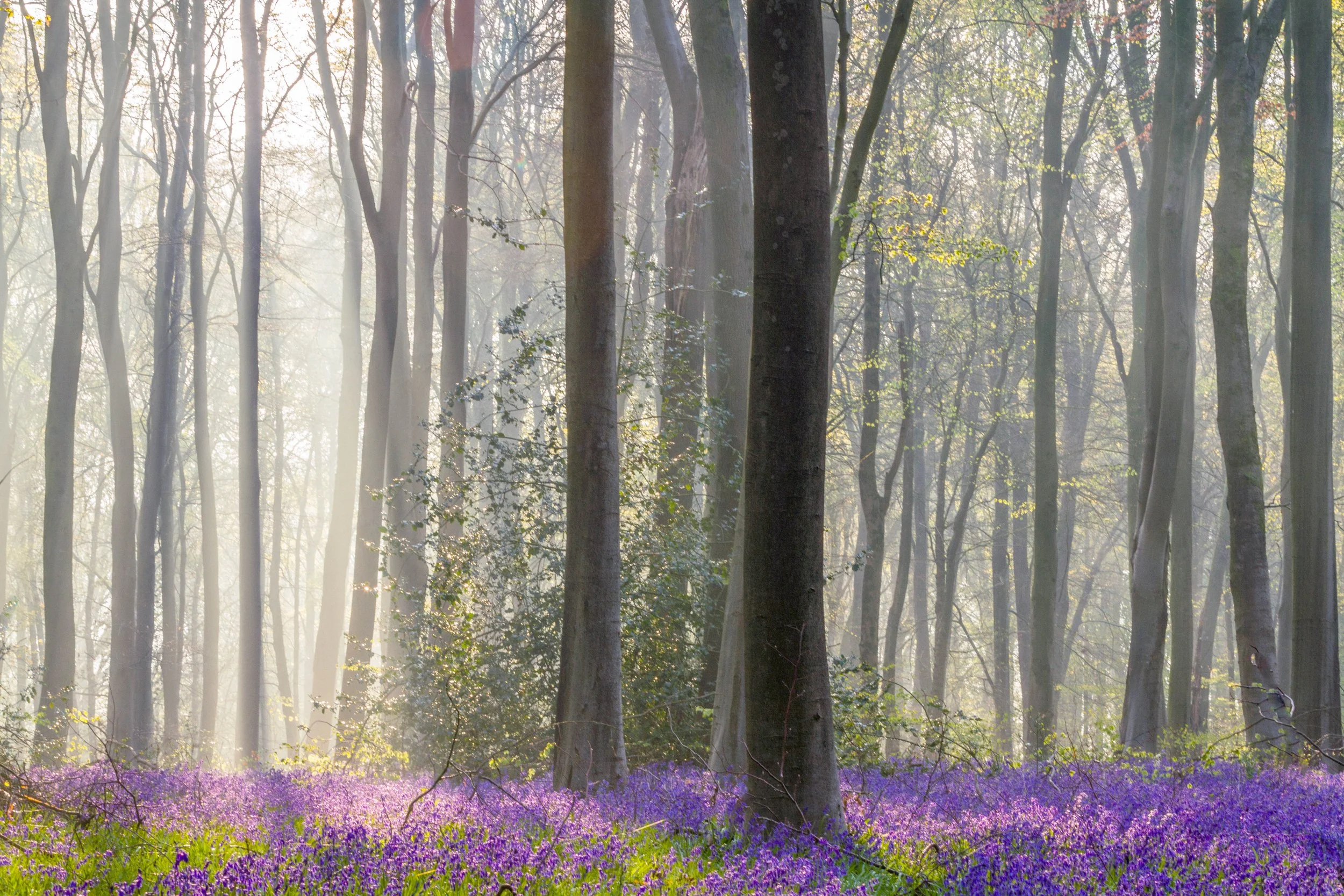 Bluebells and light at Micheldever woods