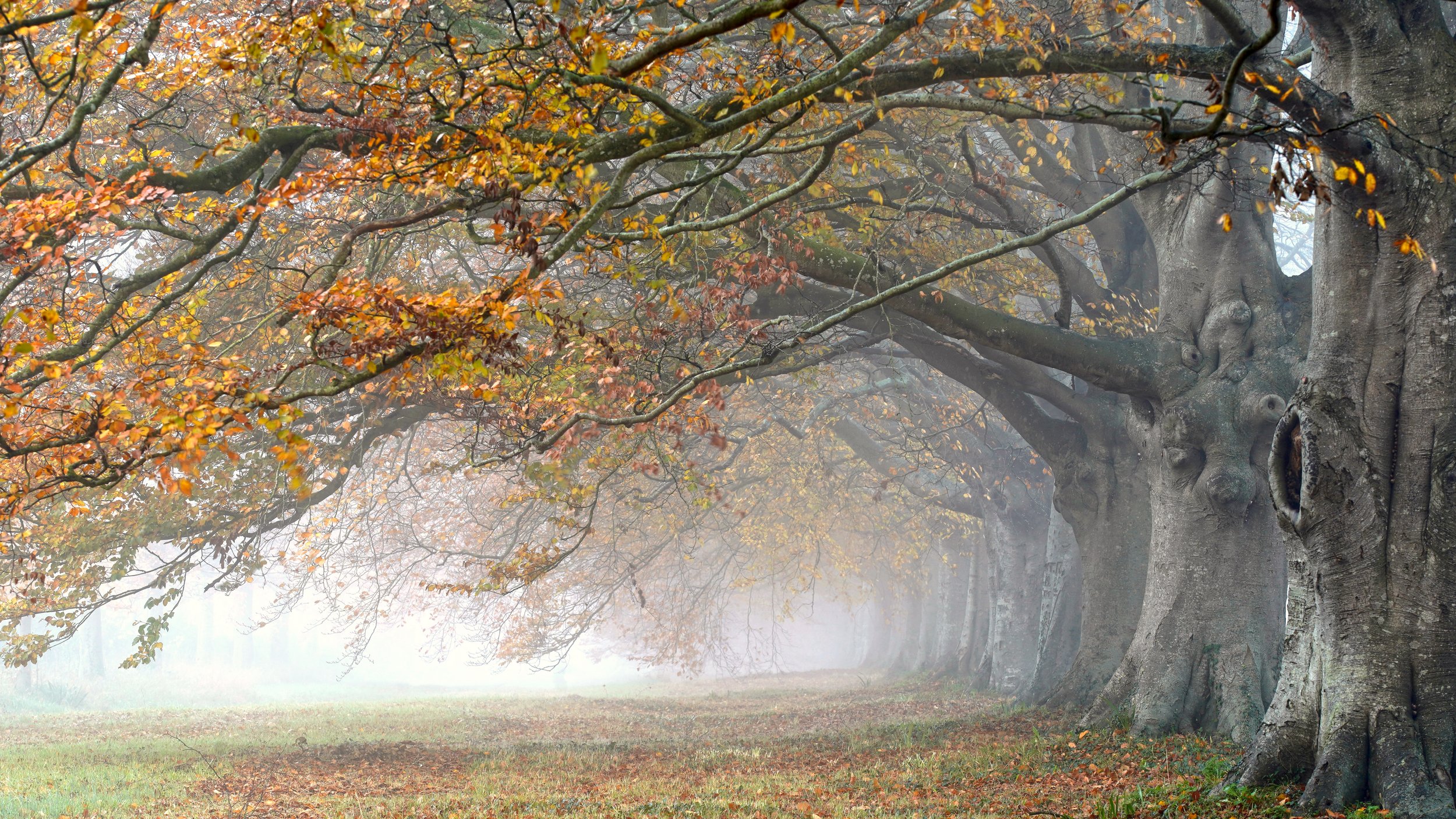 Beech trees on a misty autumn morning at Blandford road