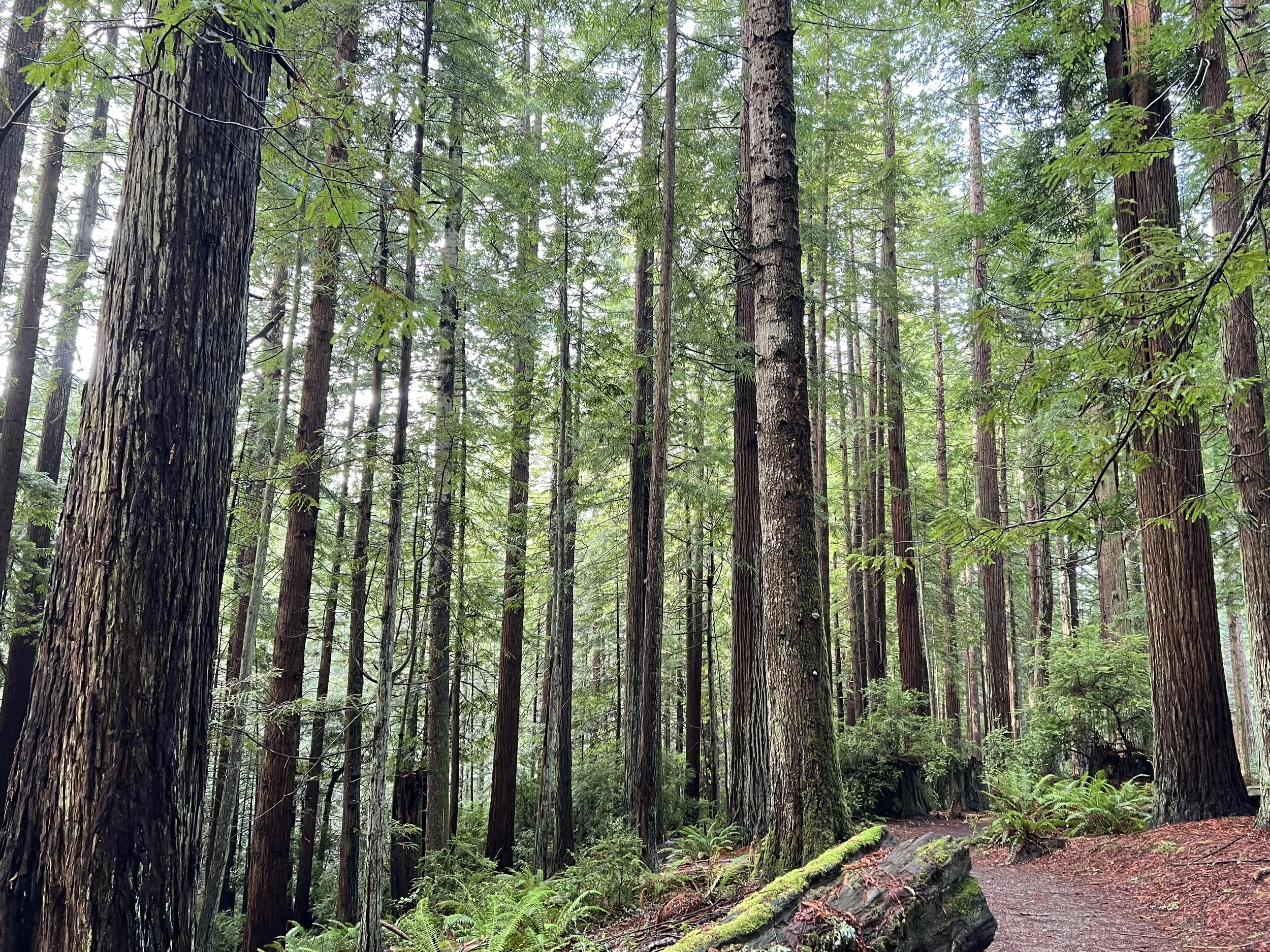 4 Evidenced Based Relaxation Techniques to Help Regulate Your Nervous System and Reduce Anxiety