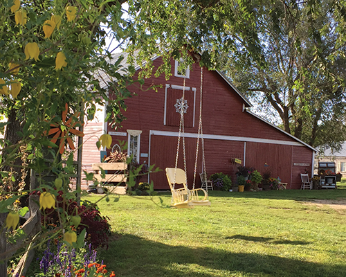 Red barn with white trim, decorated with a large star. Wooden porch with plants, a yellow porch swing hanging from a tree, a lawn, and garden flowers in the foreground.