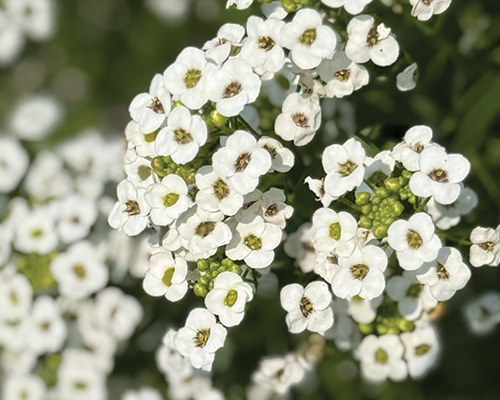 Cluster of small white flowers with bees collecting nectar, green leaves in background.