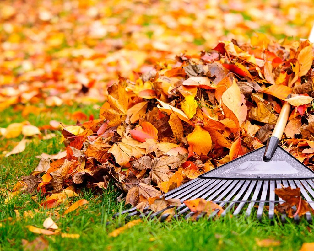 leaf_leaves_rake_fall.jpg