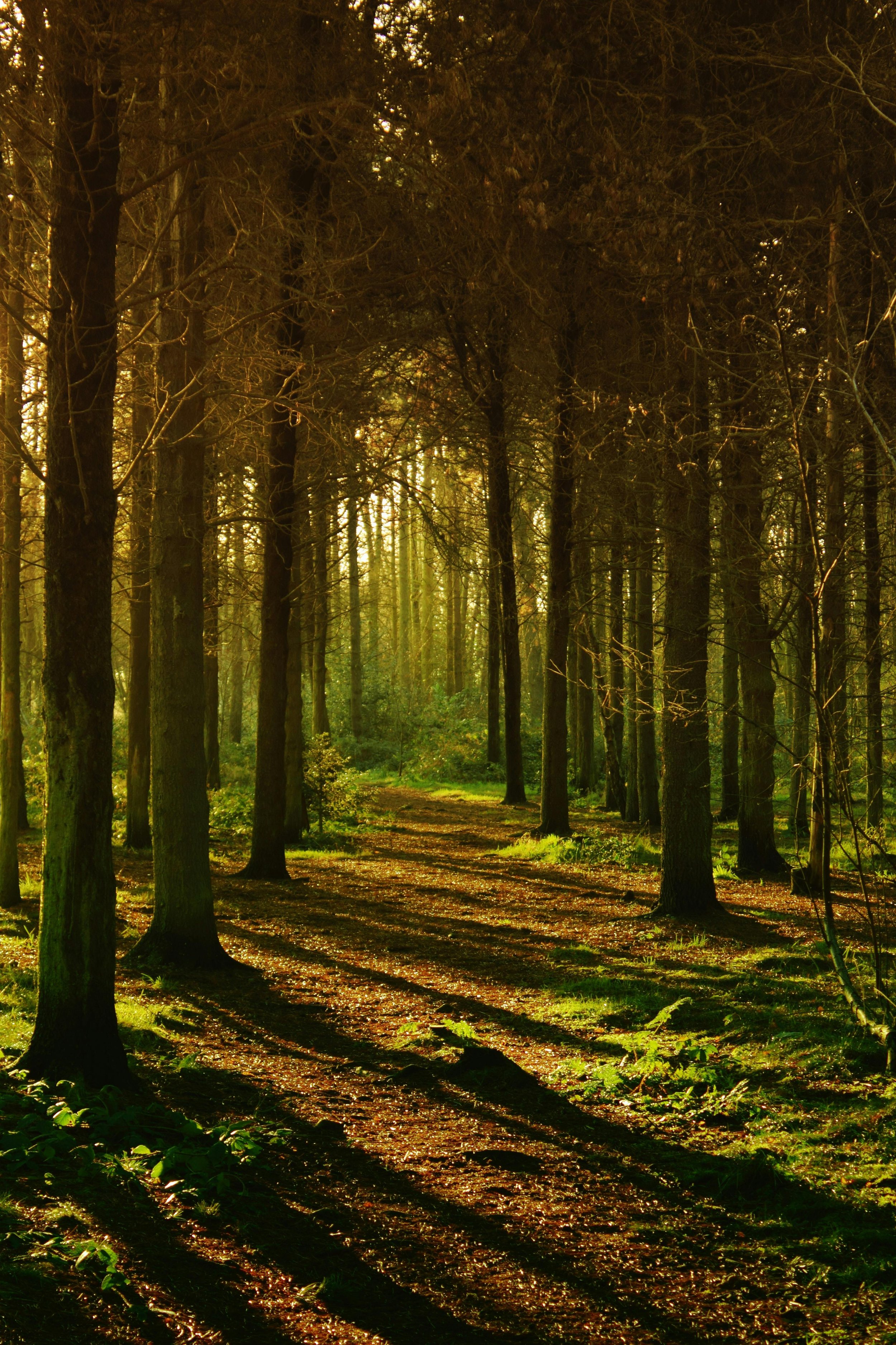 Bos met bomen verlicht door de ondergaande zon, met lange schaduwen op de grond.