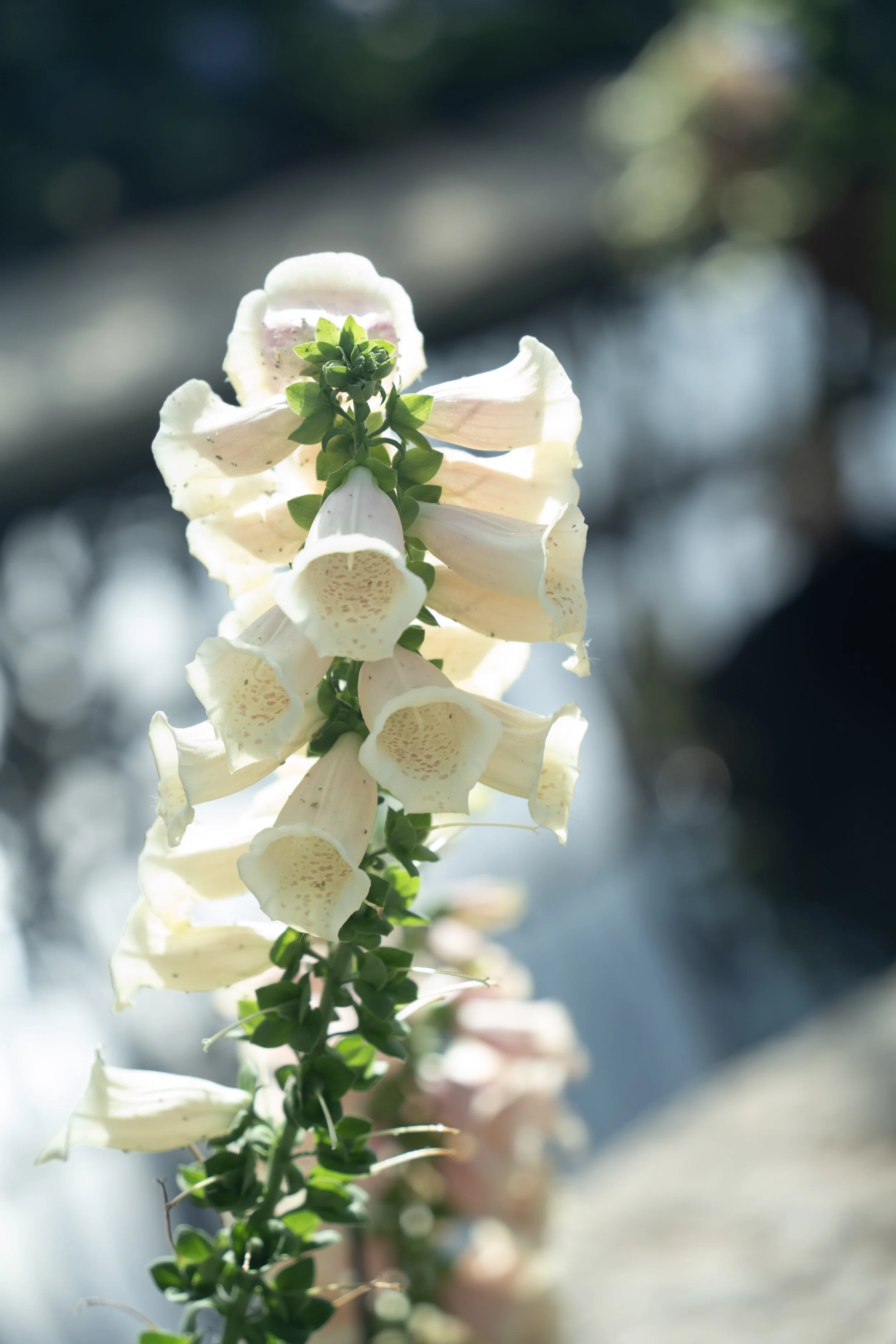 DSC08698 (2) (1).jpg