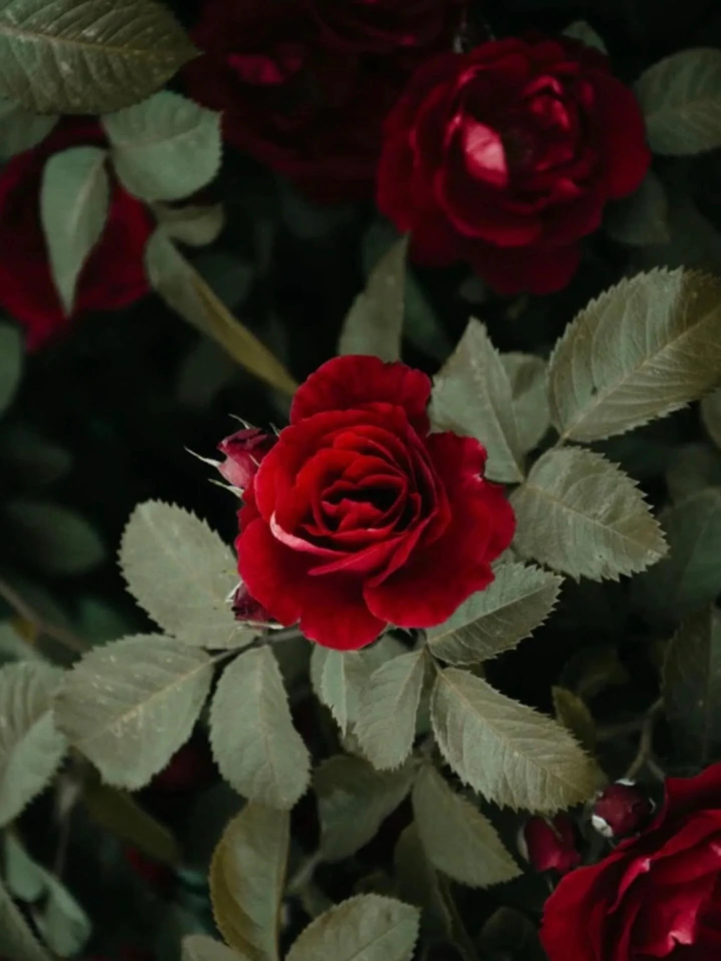 Woman dreams with her womb 🌹

The Feminine Path of Dreaming is a womb dreaming lineage led by the deep waters of feminine wisdom.

On this path, we are guided by intuition and instinct, feeling and receptivity.

We begin with the descent from mind t