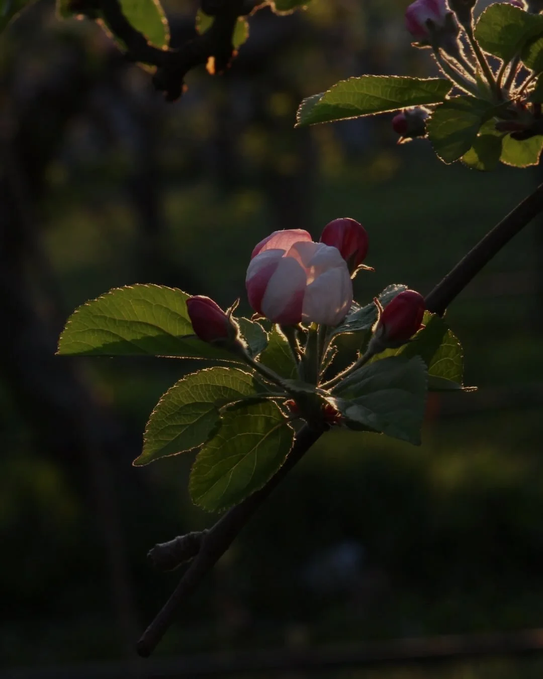 A woman&rsquo;s body is the Earth.

She is the Keeper of Rhythm.

🤲🏽

This Spring&rsquo;s Shamanic Dreaming Mentorship begins on April 5th. The intention is to create new pathways of devotion in our daily lives. Pathways that align with our natural
