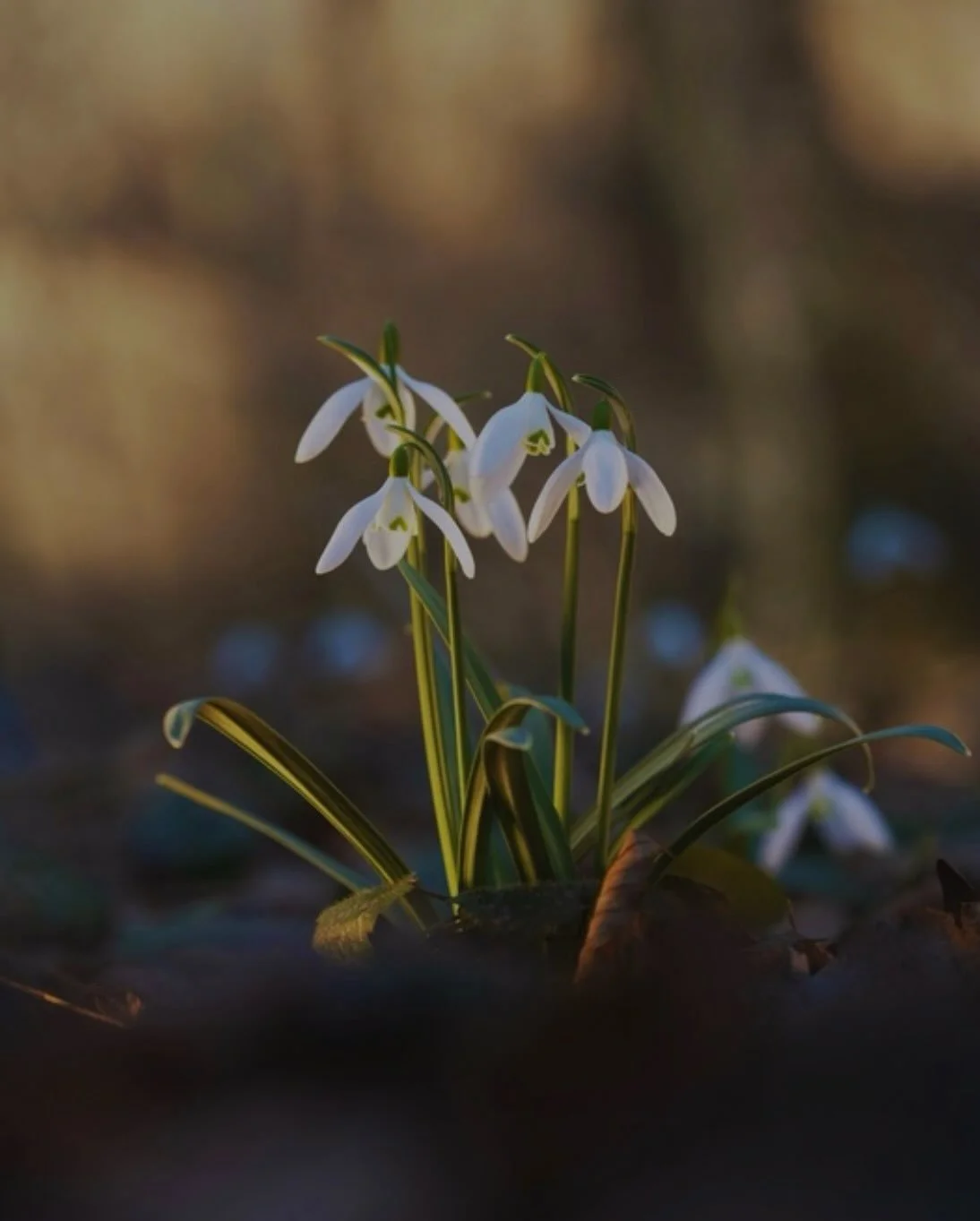 I keep a snowdrop in the pages of one of my favourite books. 

She rests between the opening poem and transmission of Loves All Things, one of the thirteen original clan mothers.

This little relative reminds me of love&rsquo;s gentle emergence. They