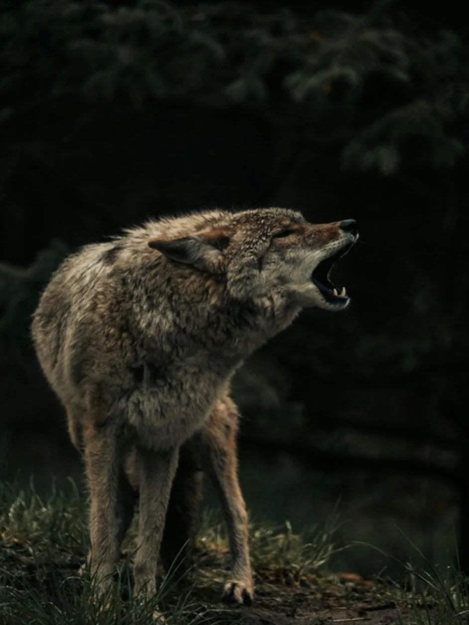 What do you stand for?

In the early moons of last year, I went on a deep inward journey with the medicine of the wolf. I learned many things in sitting with her. As a guardian of the earth, she called me forward and asked me: what do you stand for?
