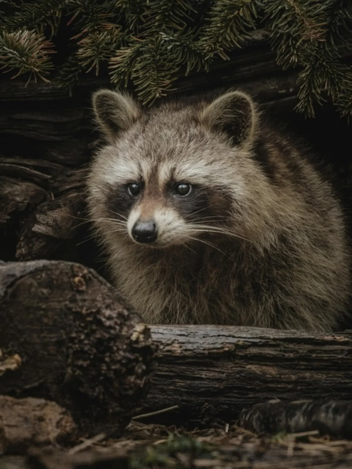 A Raccoon once gifted me a peanut.

I had caught him tipping over my compost bucket one evening and I ran out to scare him away. Then, I watched as he poked his head out of the ferns to watch me. I realized he was just hungry and I had just tossed so