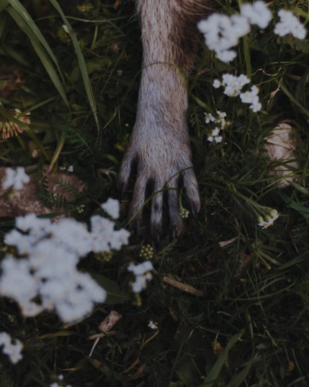 I am a deep lover of the natural world.

Our non-human kin, including the elemental guardians and ancestors, are allies I hold close in my work. 

Woven into the heart of all that I create is the understanding that we are all connected.

It is in rem