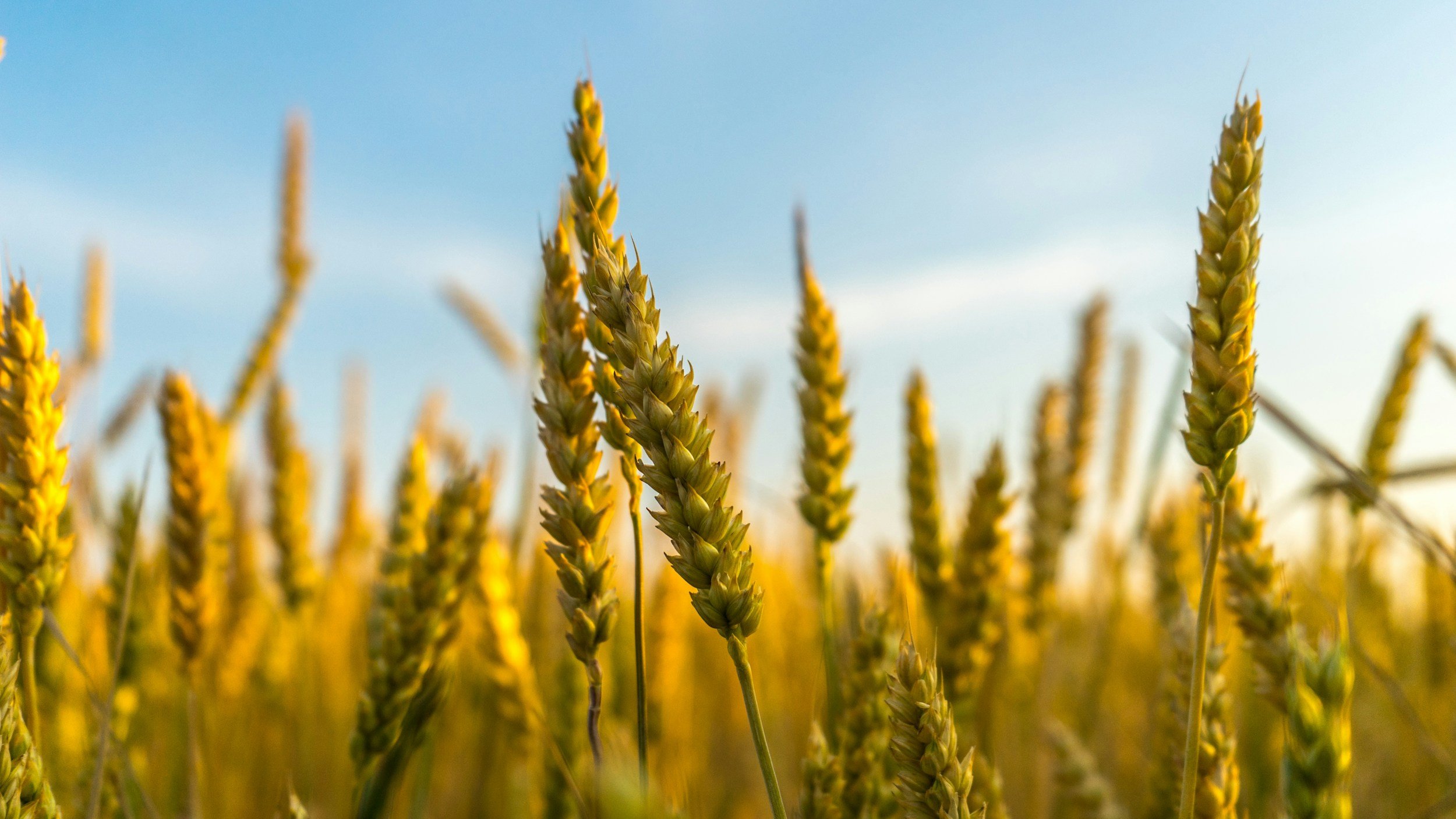 Close-up of a golden wheat field with blue sky in the background.