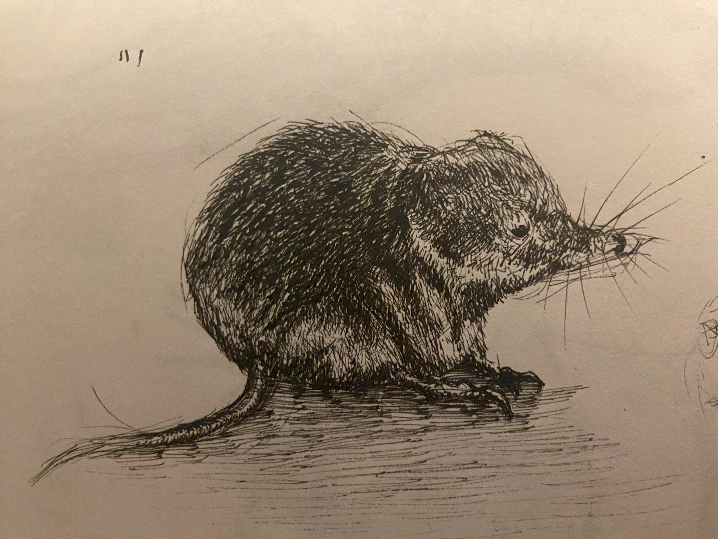 Animal Studies - Shrew