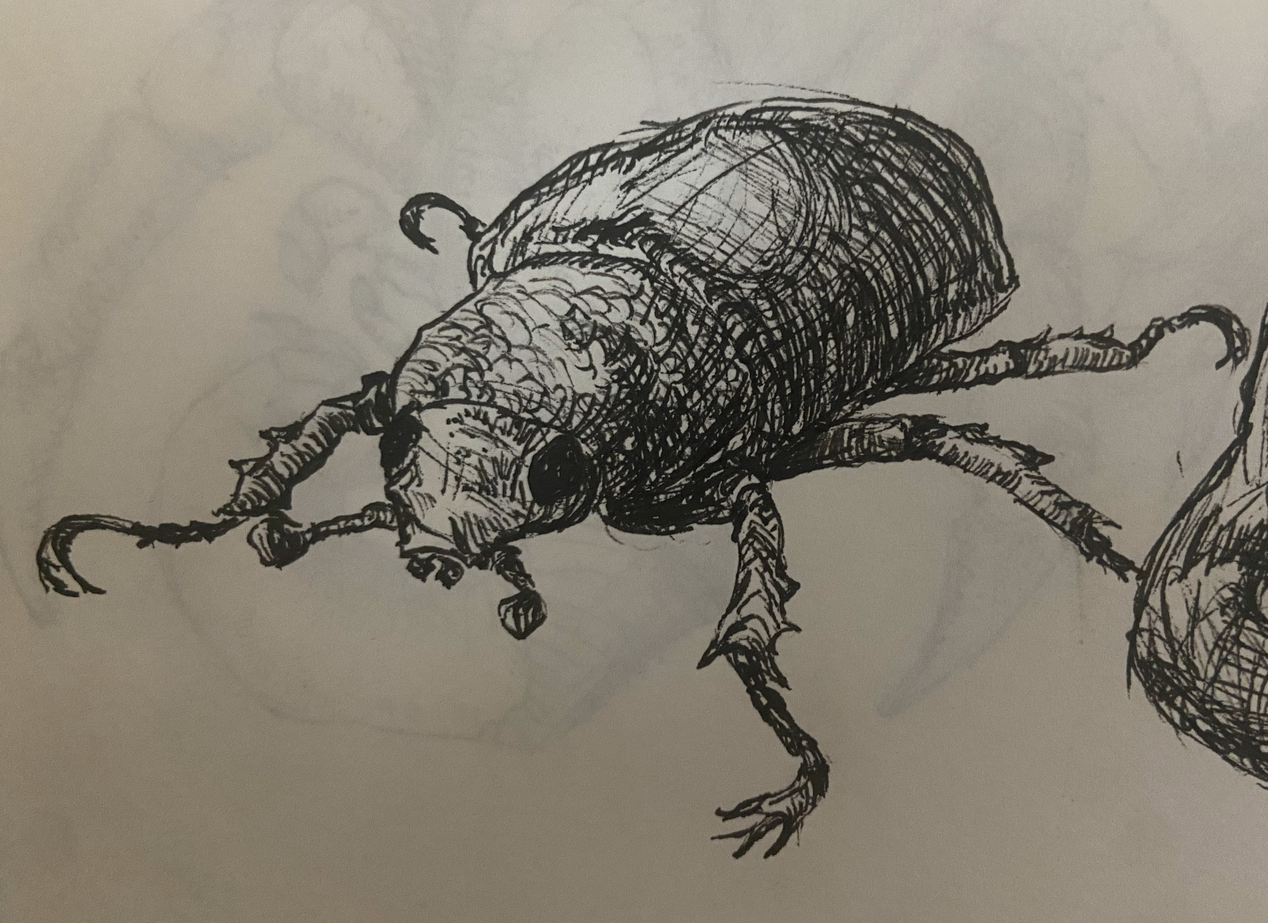 Animal Studies - Beetle