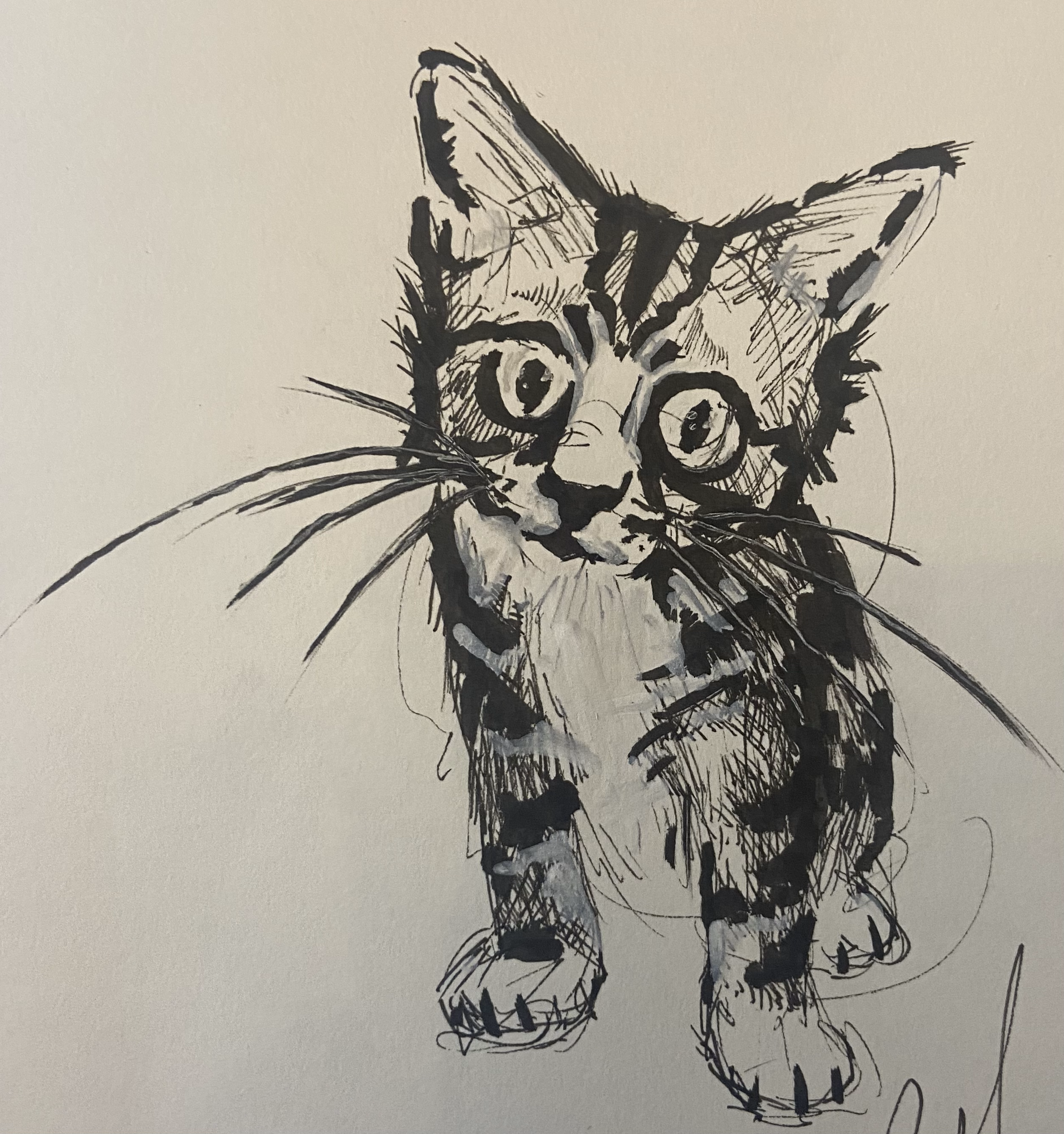 Animal Studies - Kitten