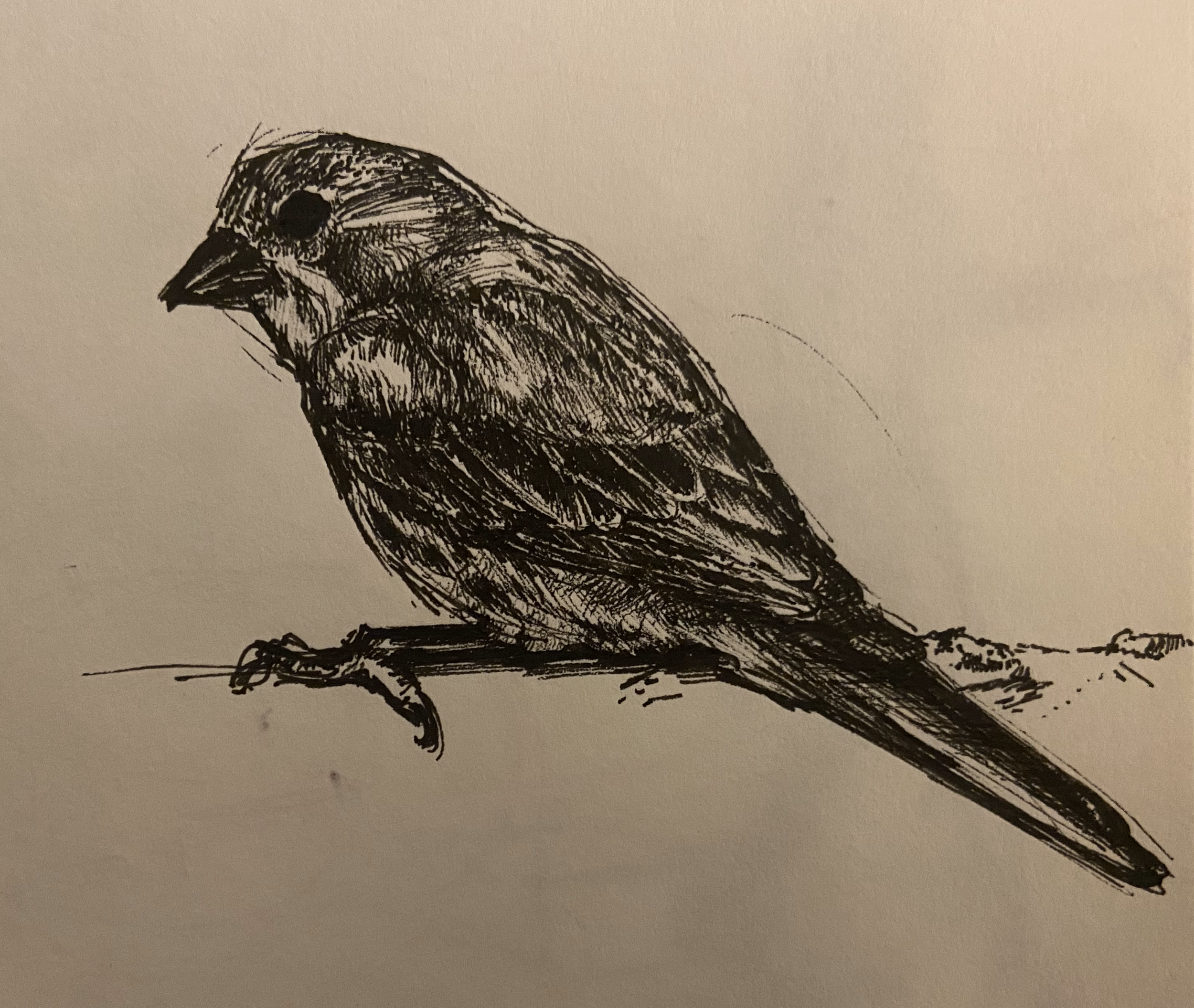 Animal Studies - Bird