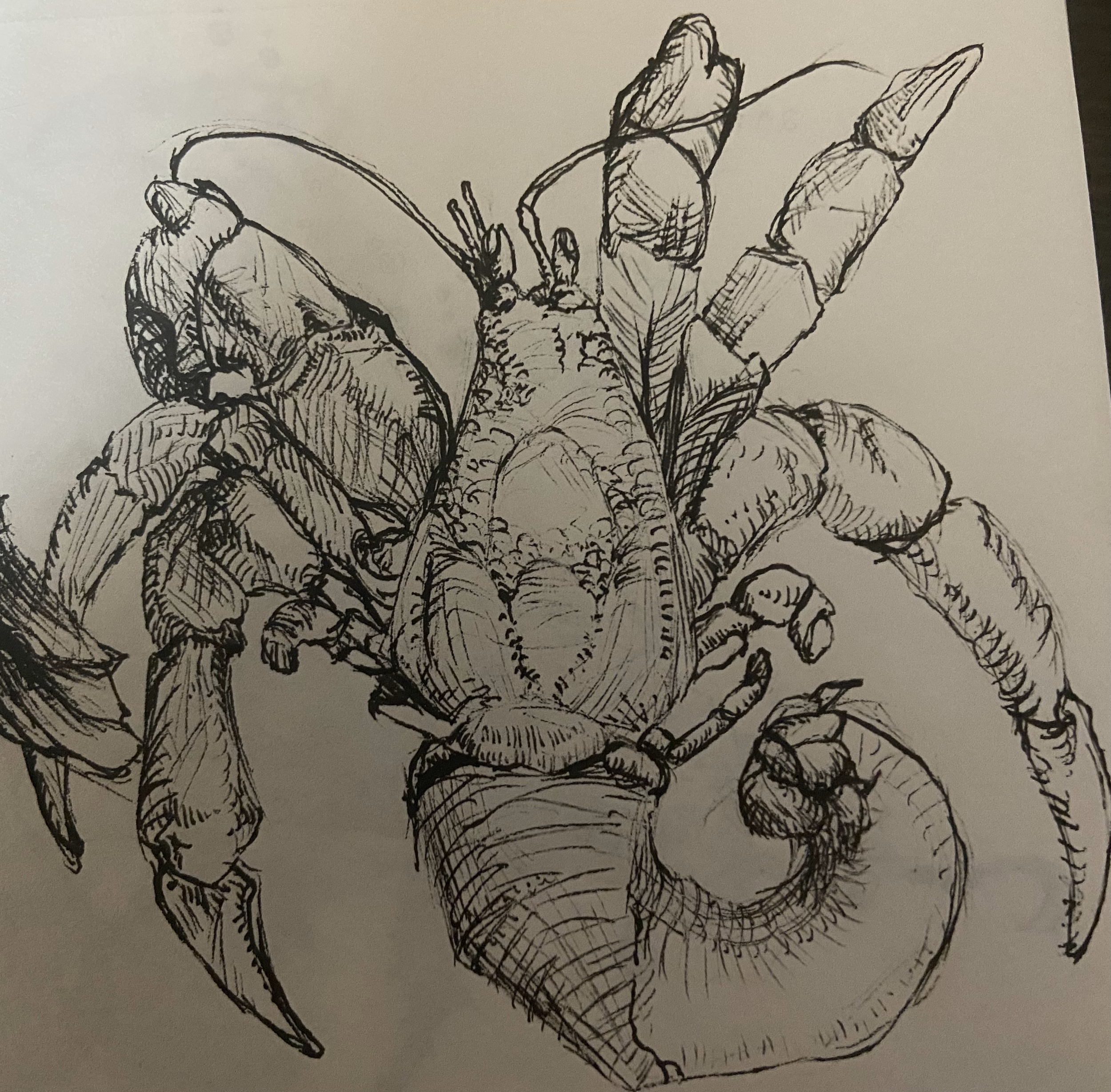Animal Studies - Hermit Crab