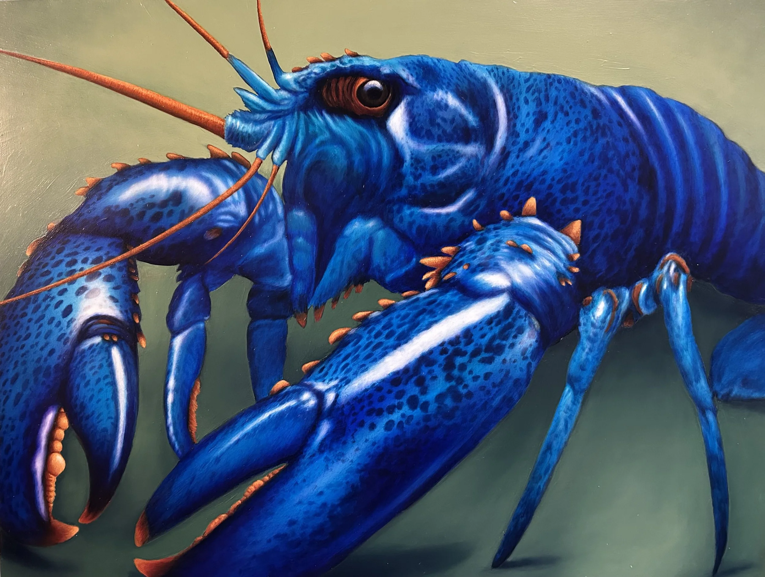 Écrevisse Bleue