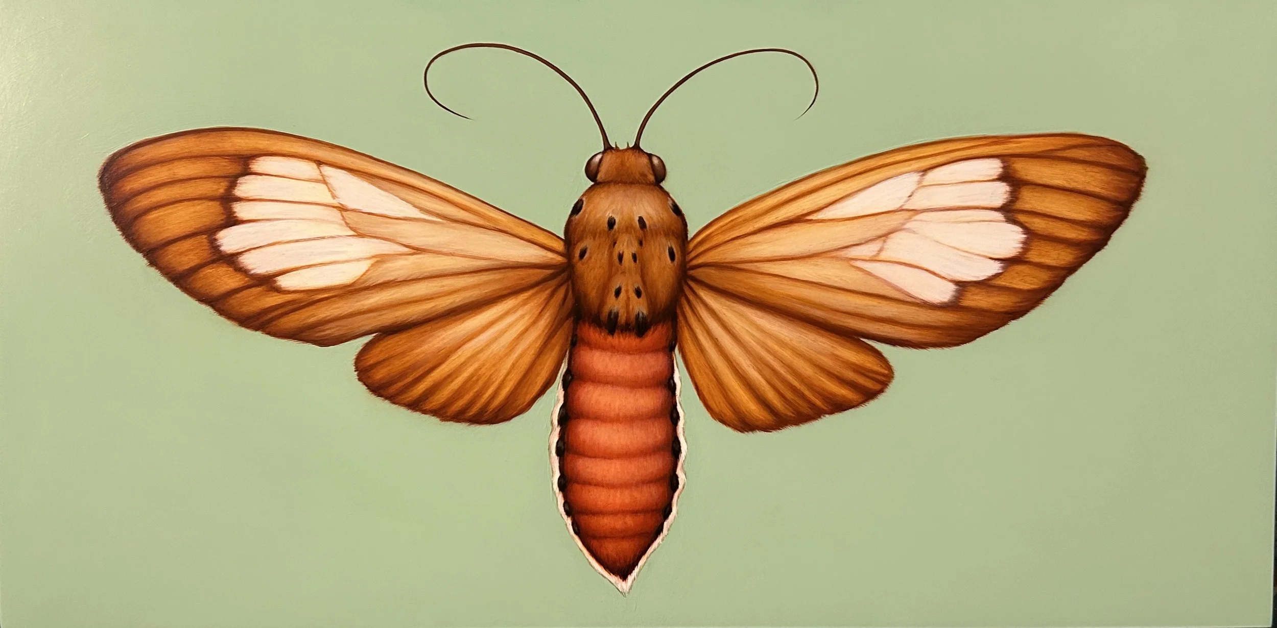 Wax Moth on jade_36x18_2600.jpeg