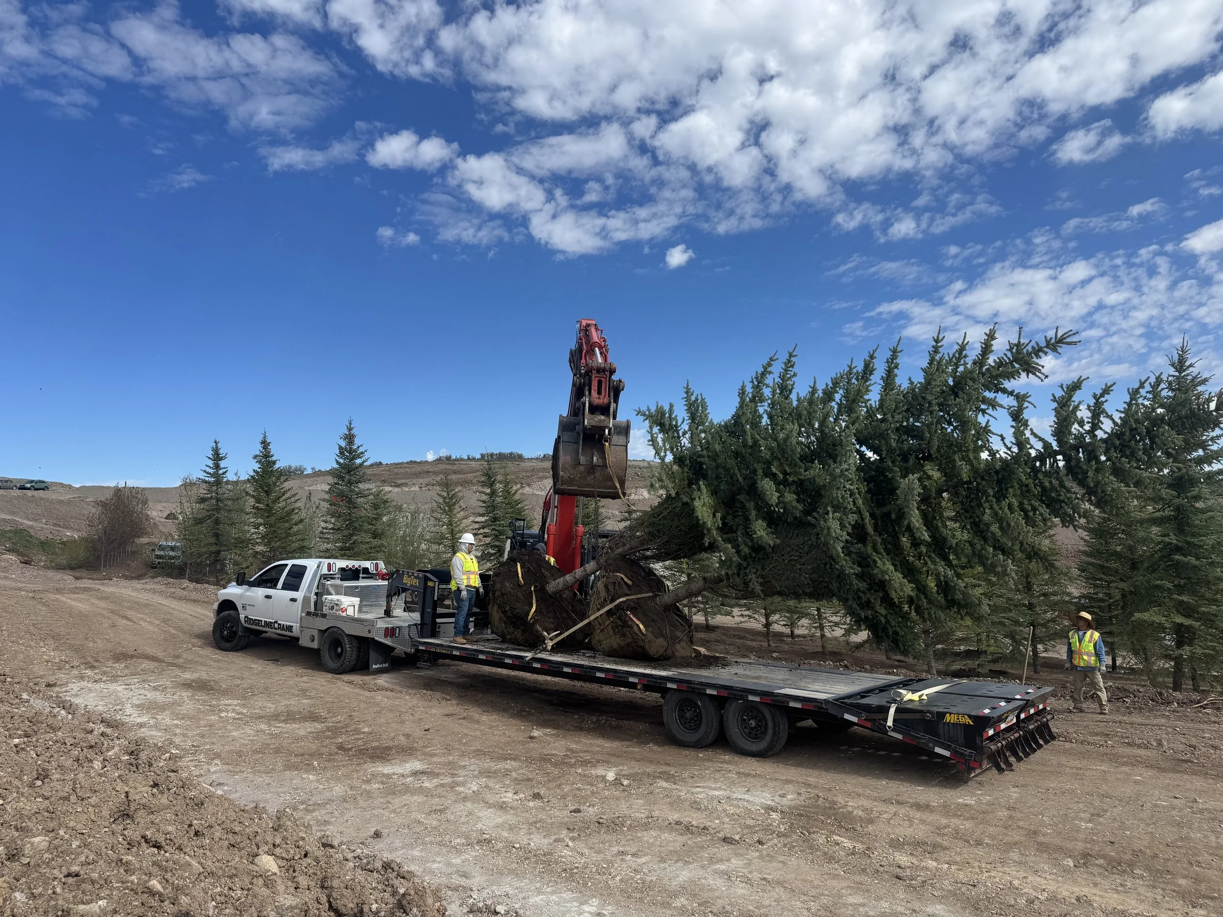 Workers using heavy machinery and a truck to remove a large uprooted tree on a construction site with dirt and multiple evergreen trees under a blue sky with white clouds.