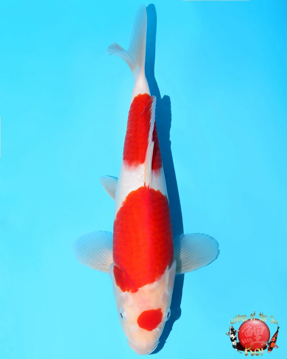 Murata Tosai Kohaku