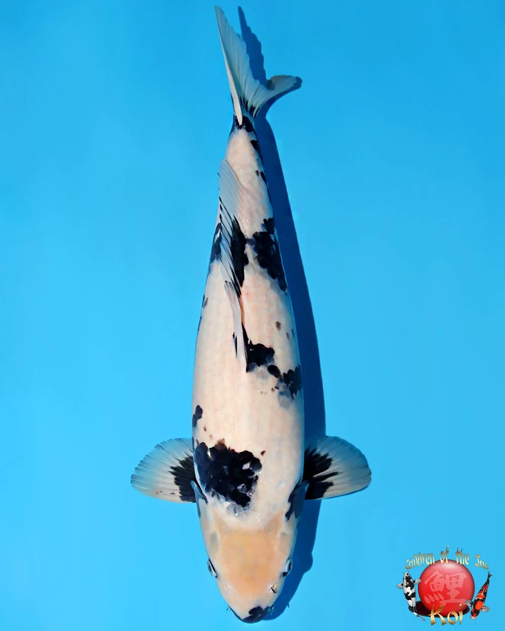 Omosako Nisai Shiro Utsuri