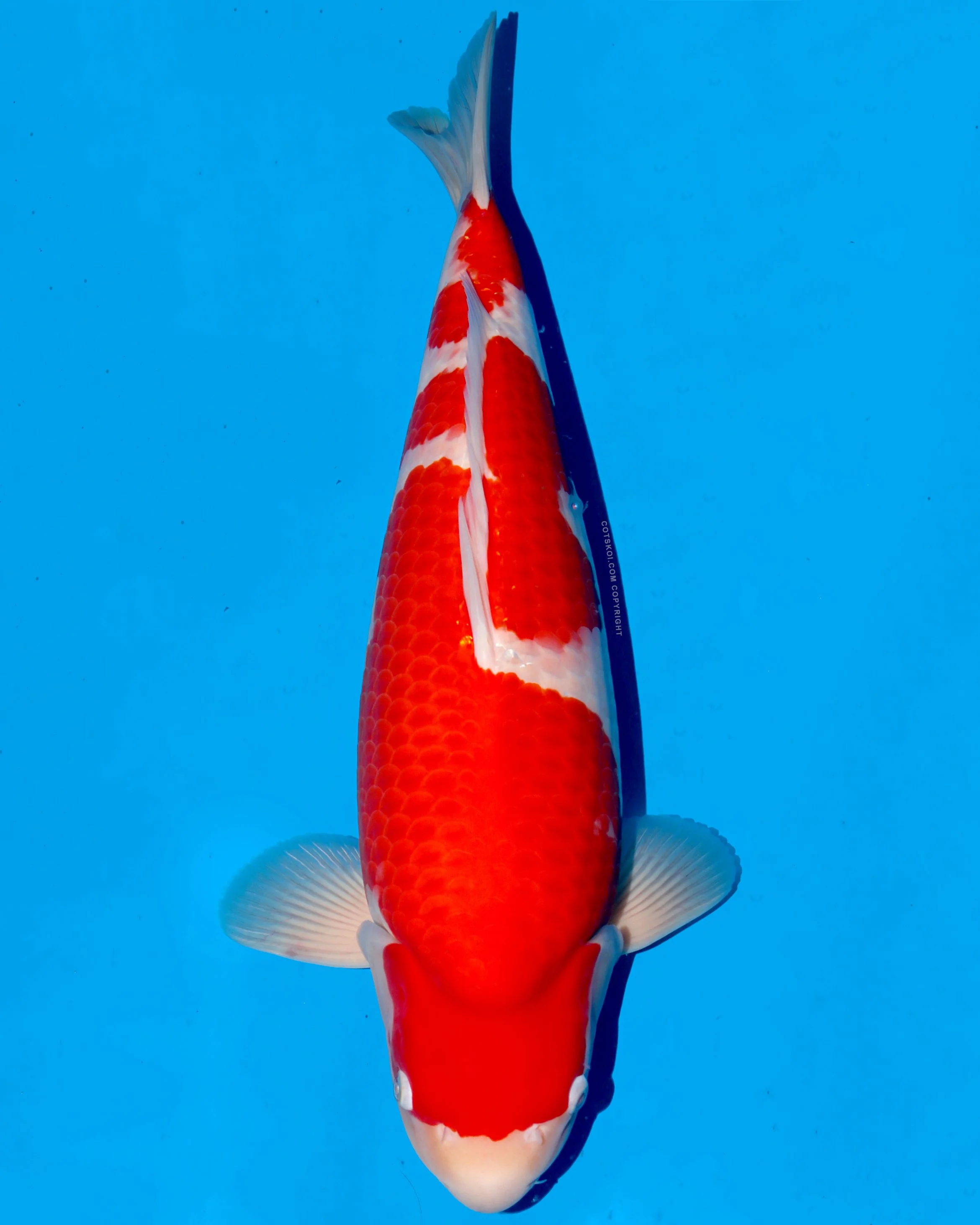 Ikarashi Toshinobu Nisai Kohaku 53cm Female